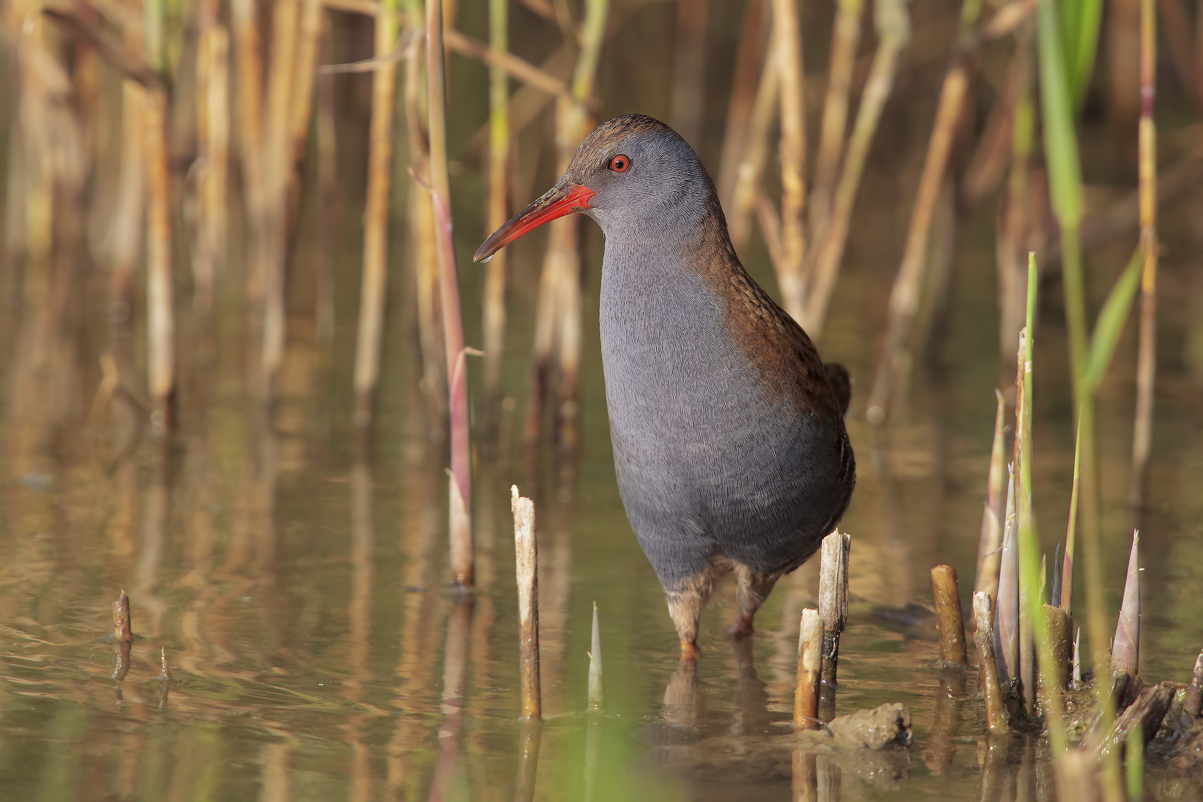 Porciglione a passeggio2