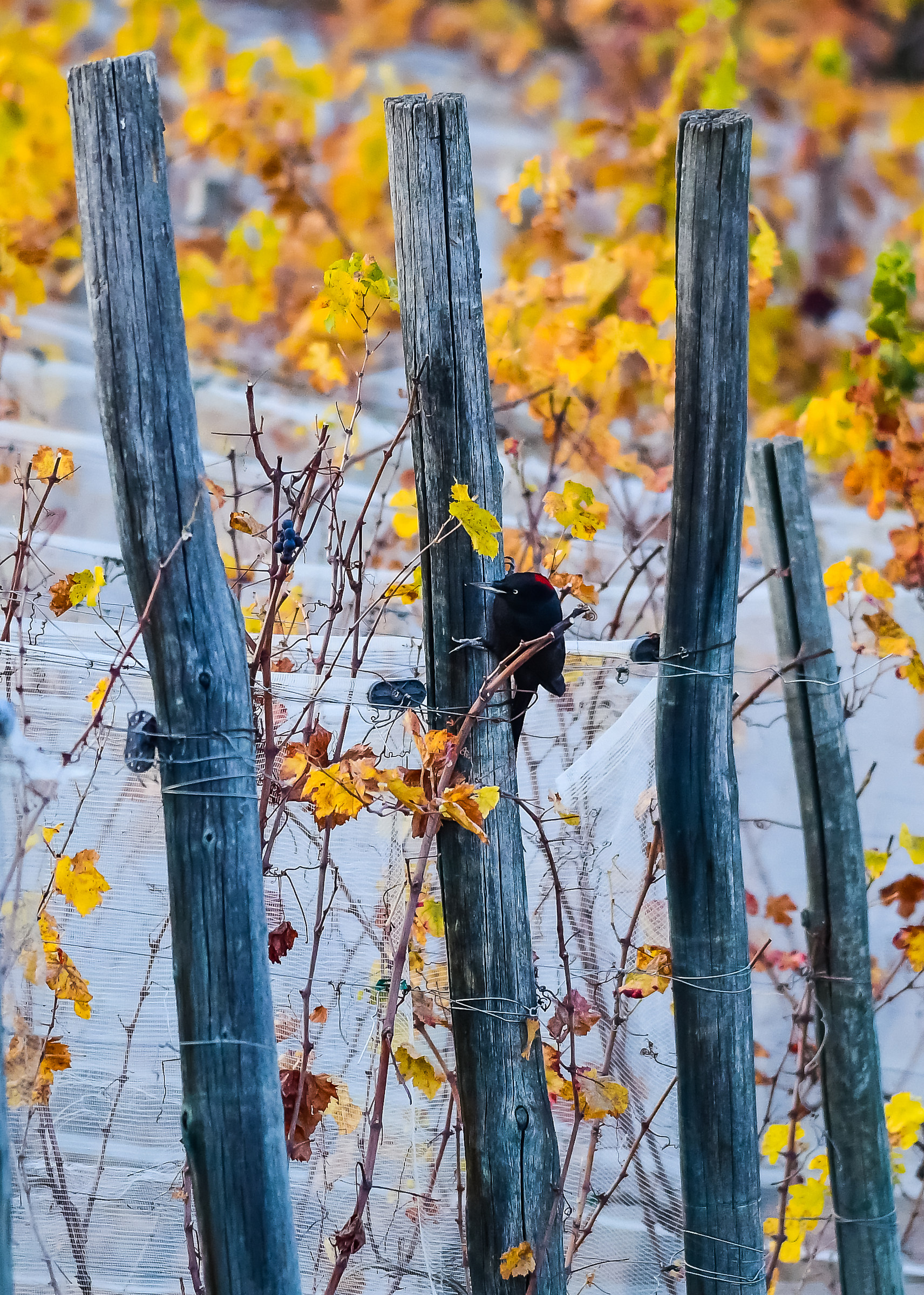 Black woodpecker