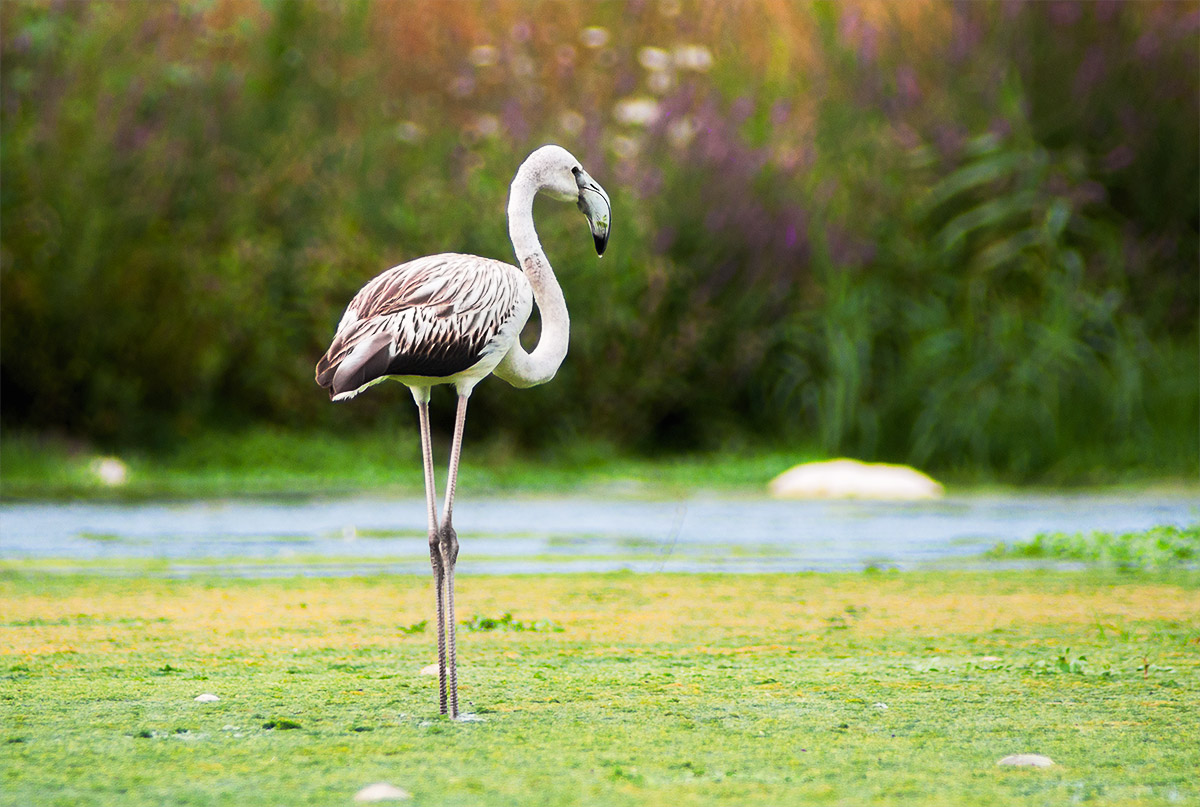 Top model of the year