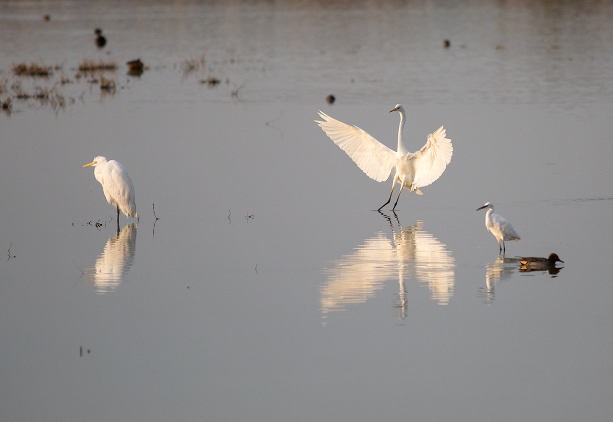 Oasis of Bentivoglio (Bo)