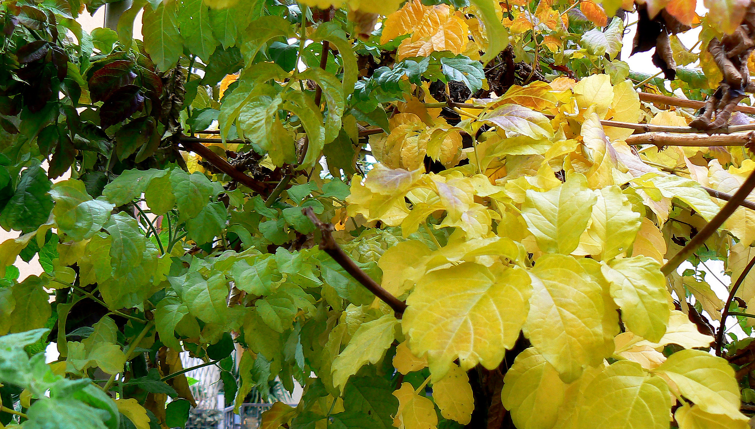 the spring in the fall