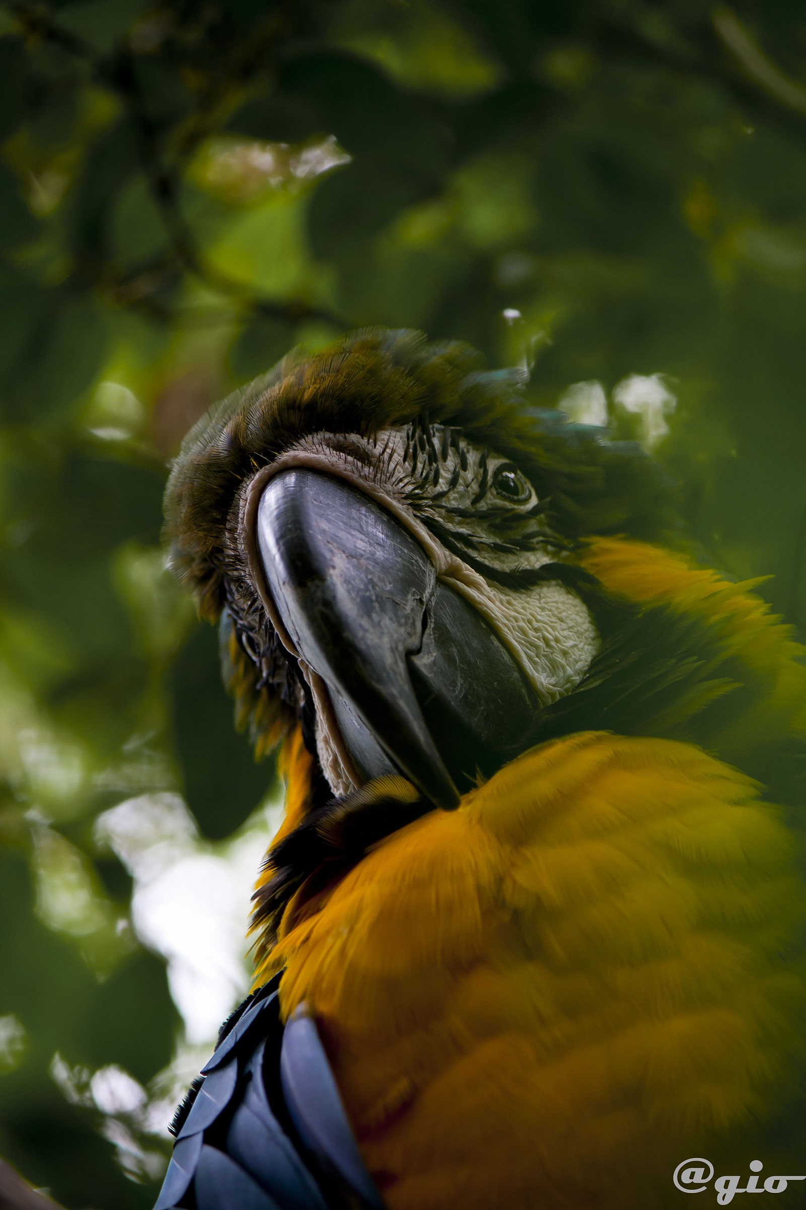 A Look who is watching me from above