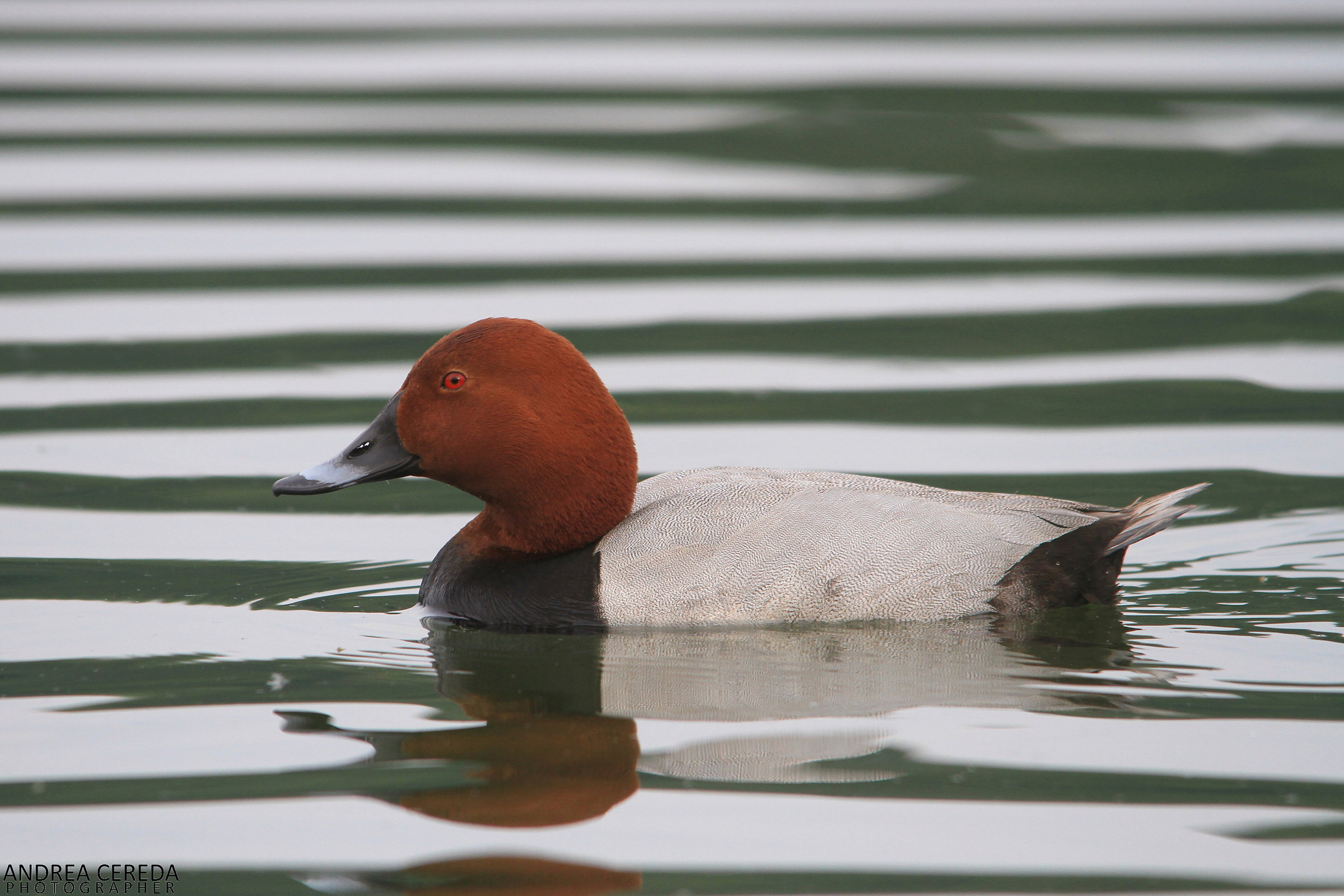 Aythya ferina - Moriglione maschio