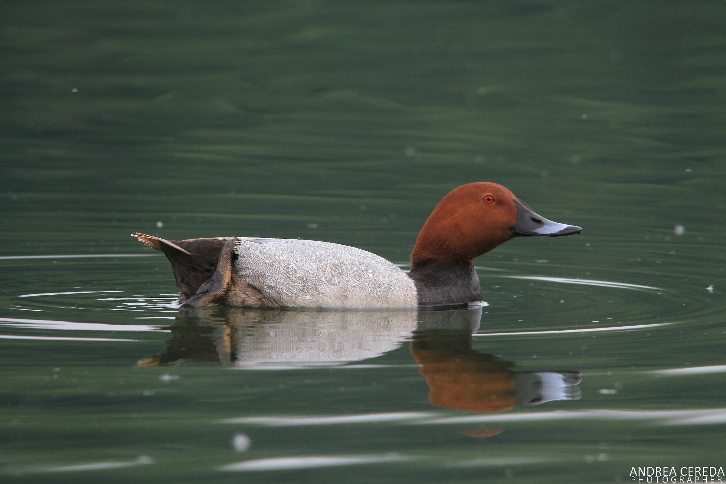 Aythya ferina - Moriglione maschio