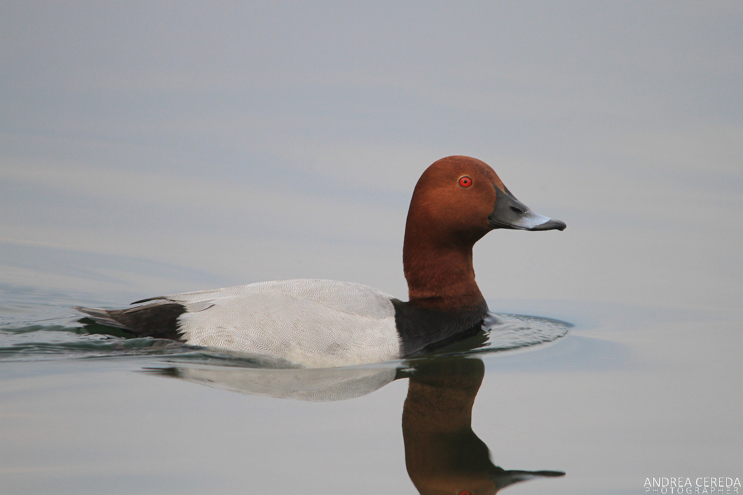 Aythya ferina - Moriglione maschio