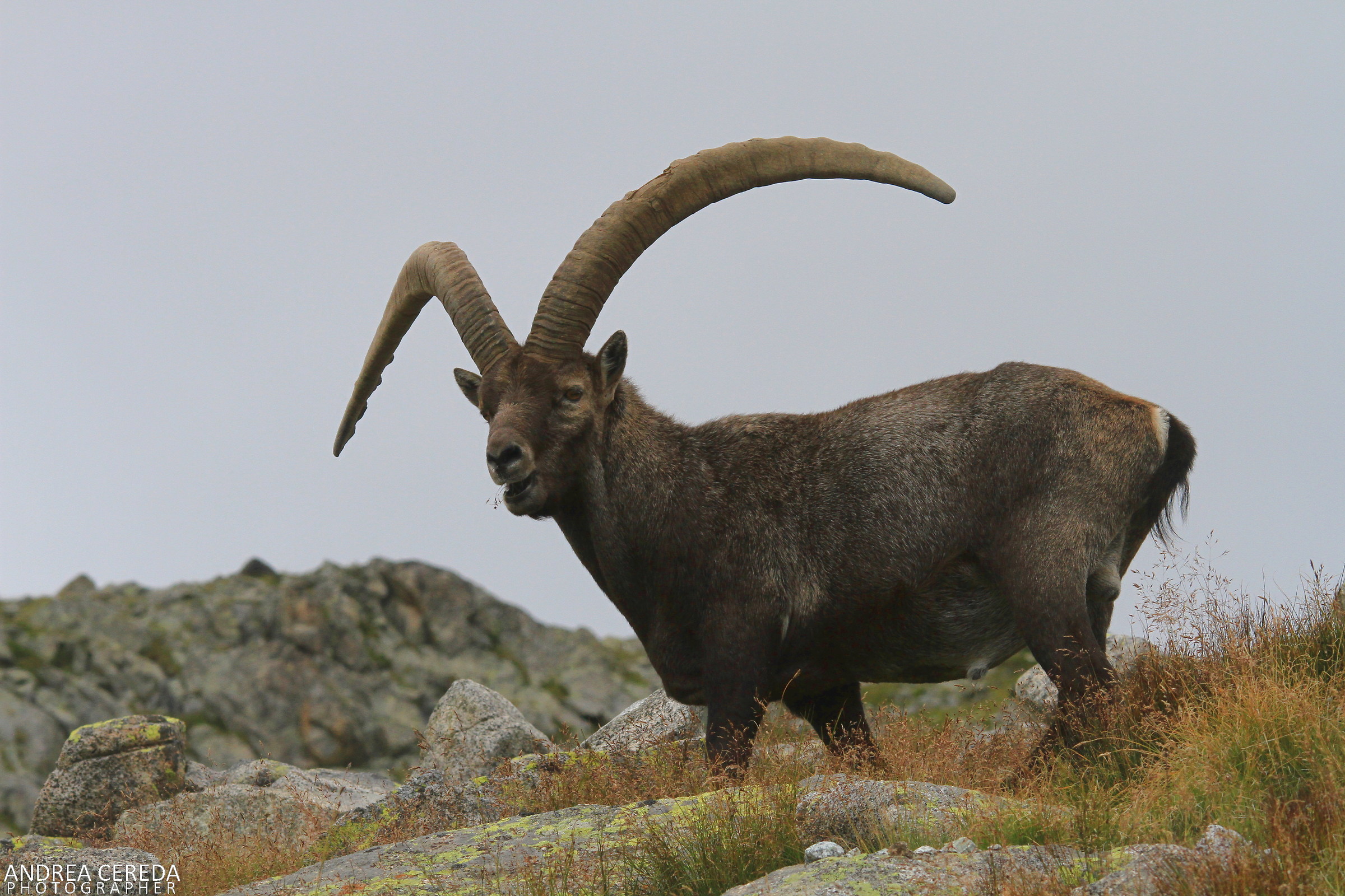 Capra ibex - Stambecco delle Alpi maschio