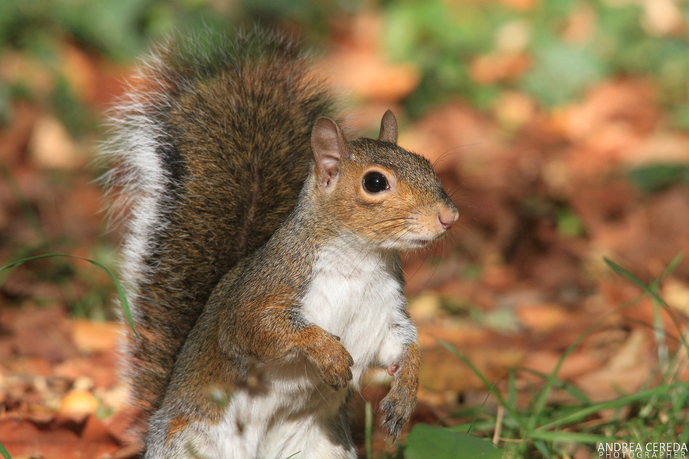Sciurus carolinensis - Scoiattolo grigio