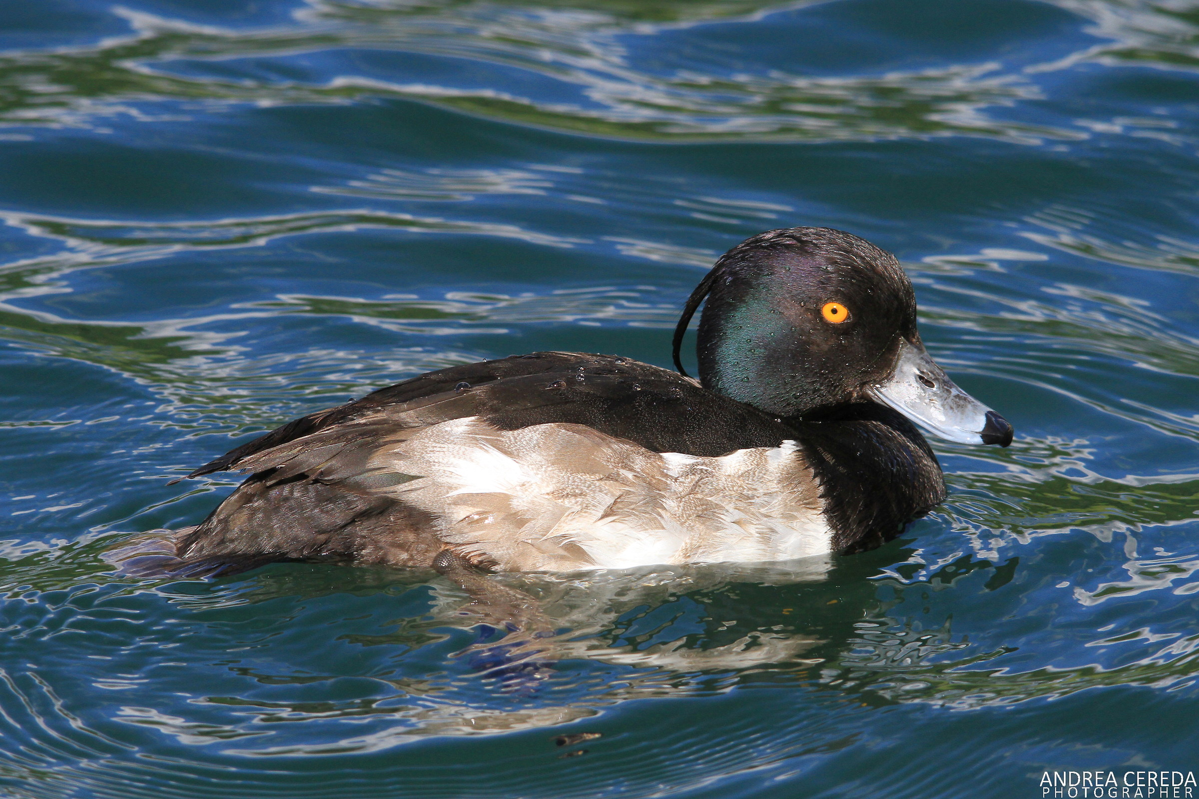 Aythya fuligula - Moretta maschio