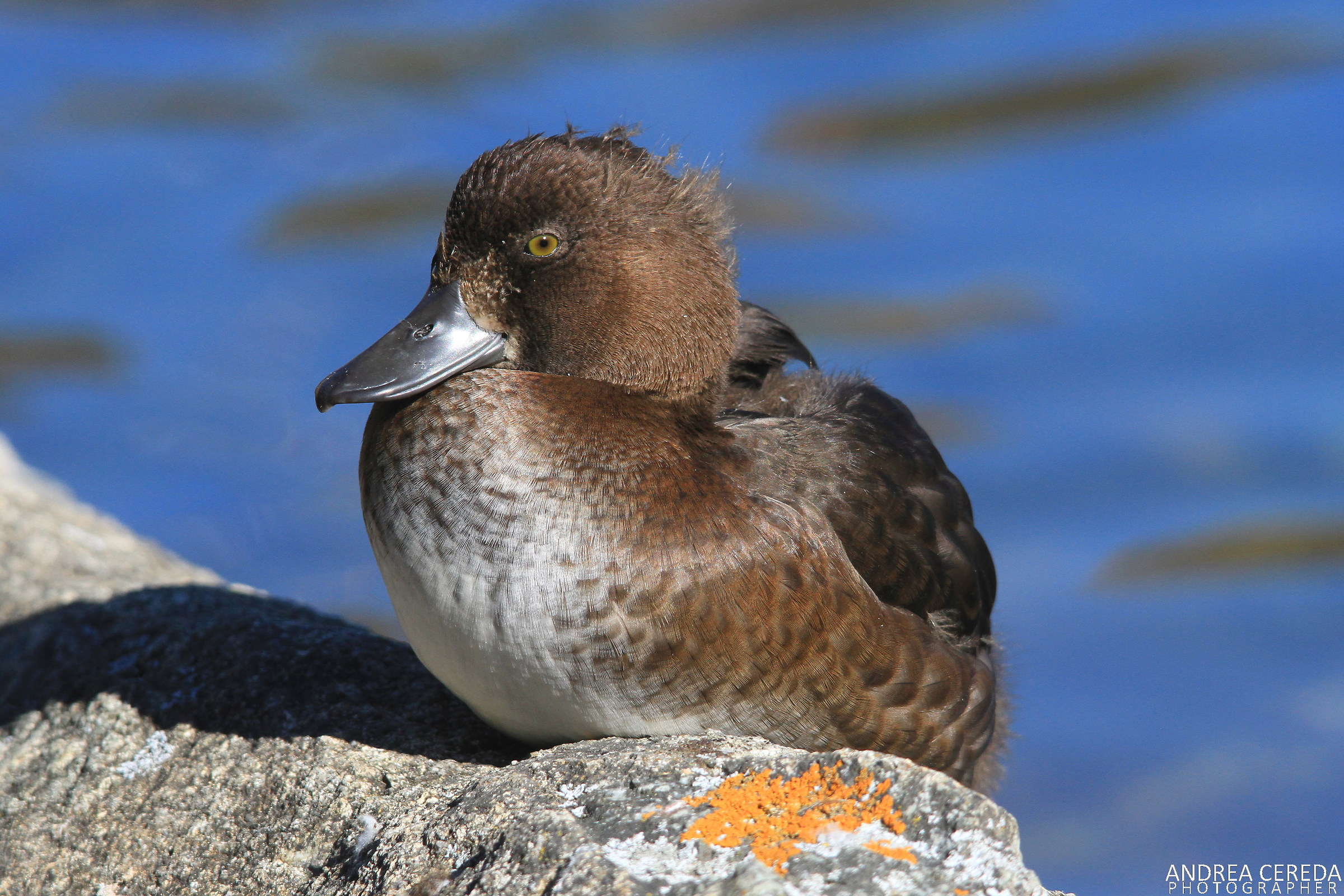 Aythya fuligula - Moretta