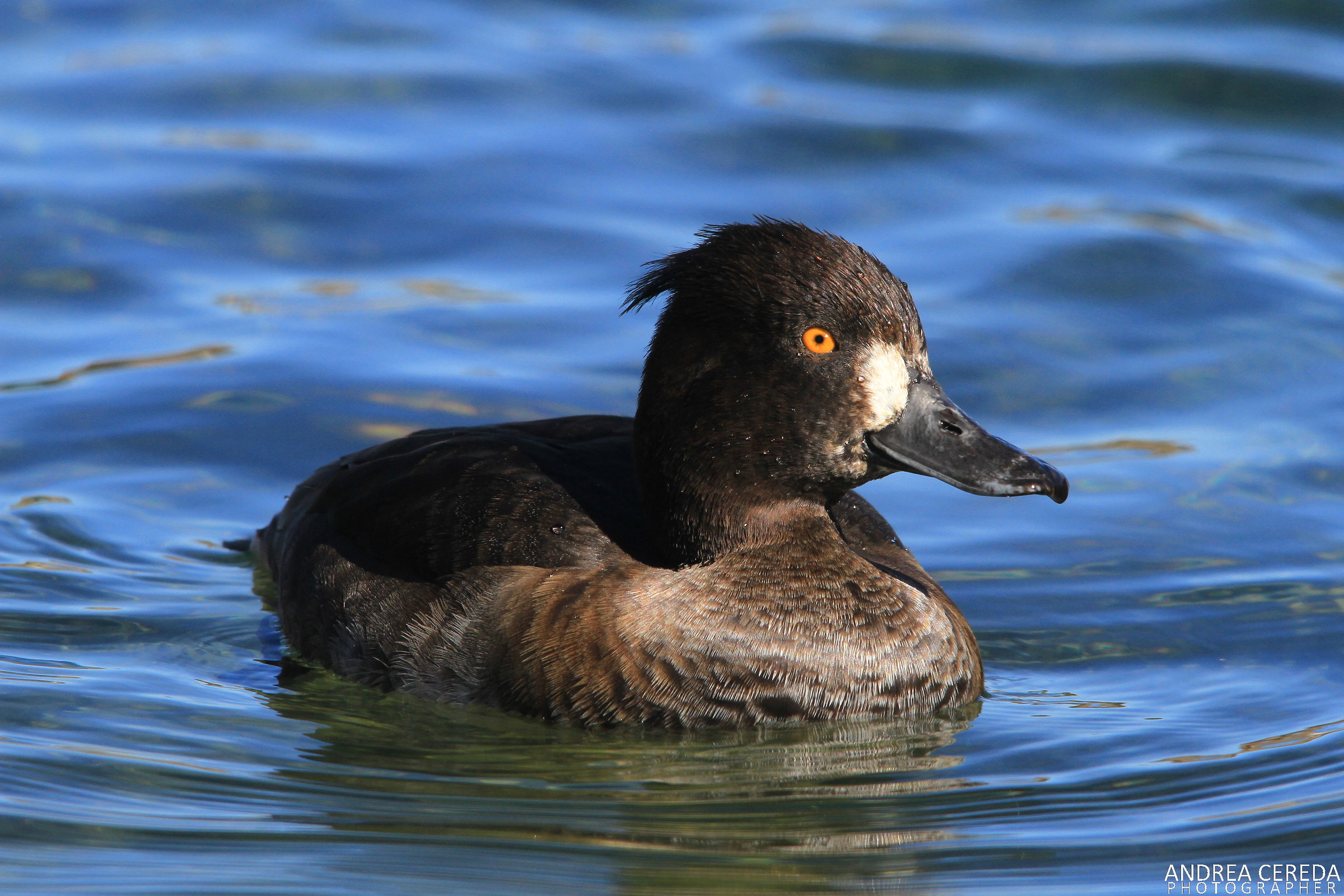 Aythya fuligula - Moretta femmina