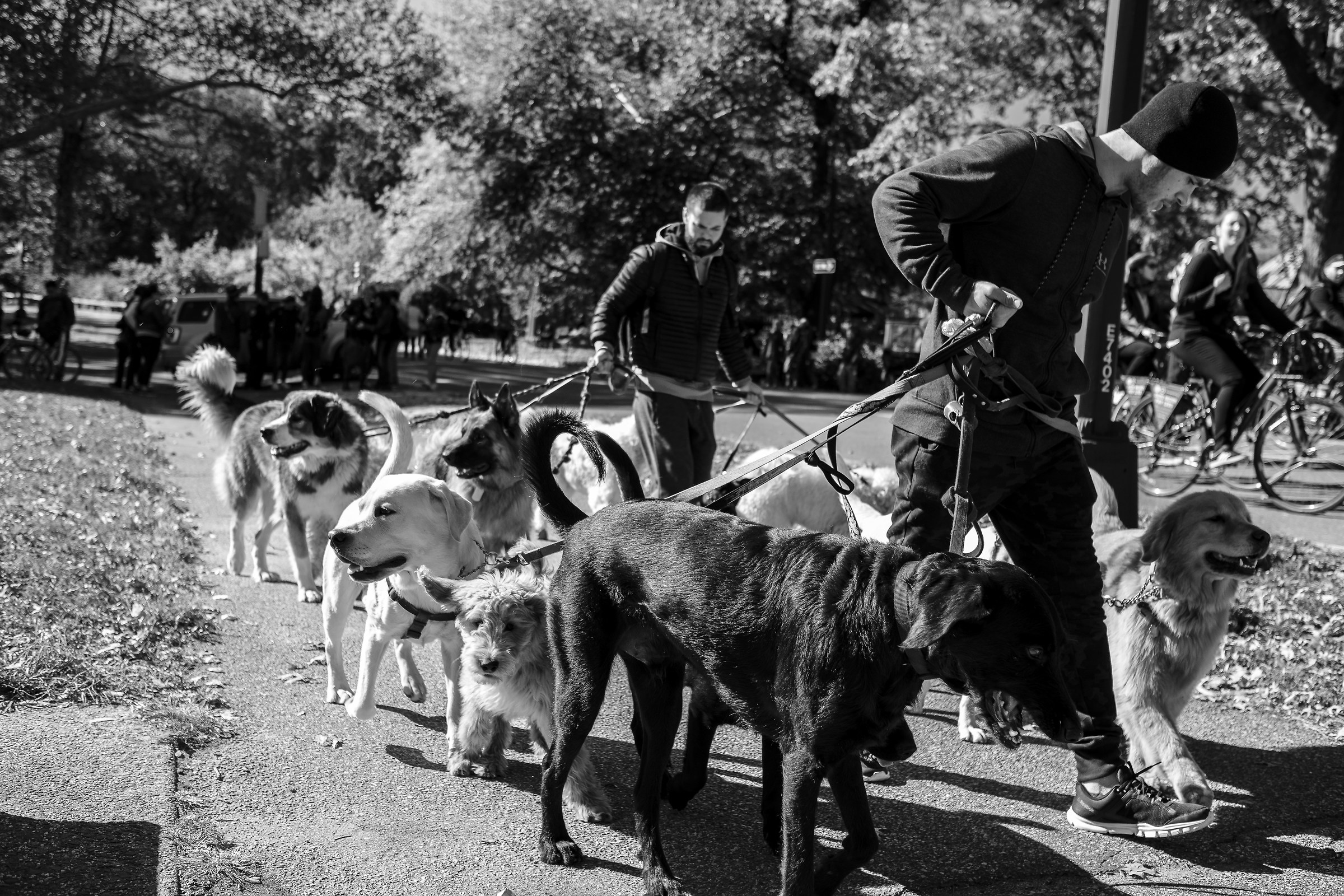 Dog sitters at Central Park