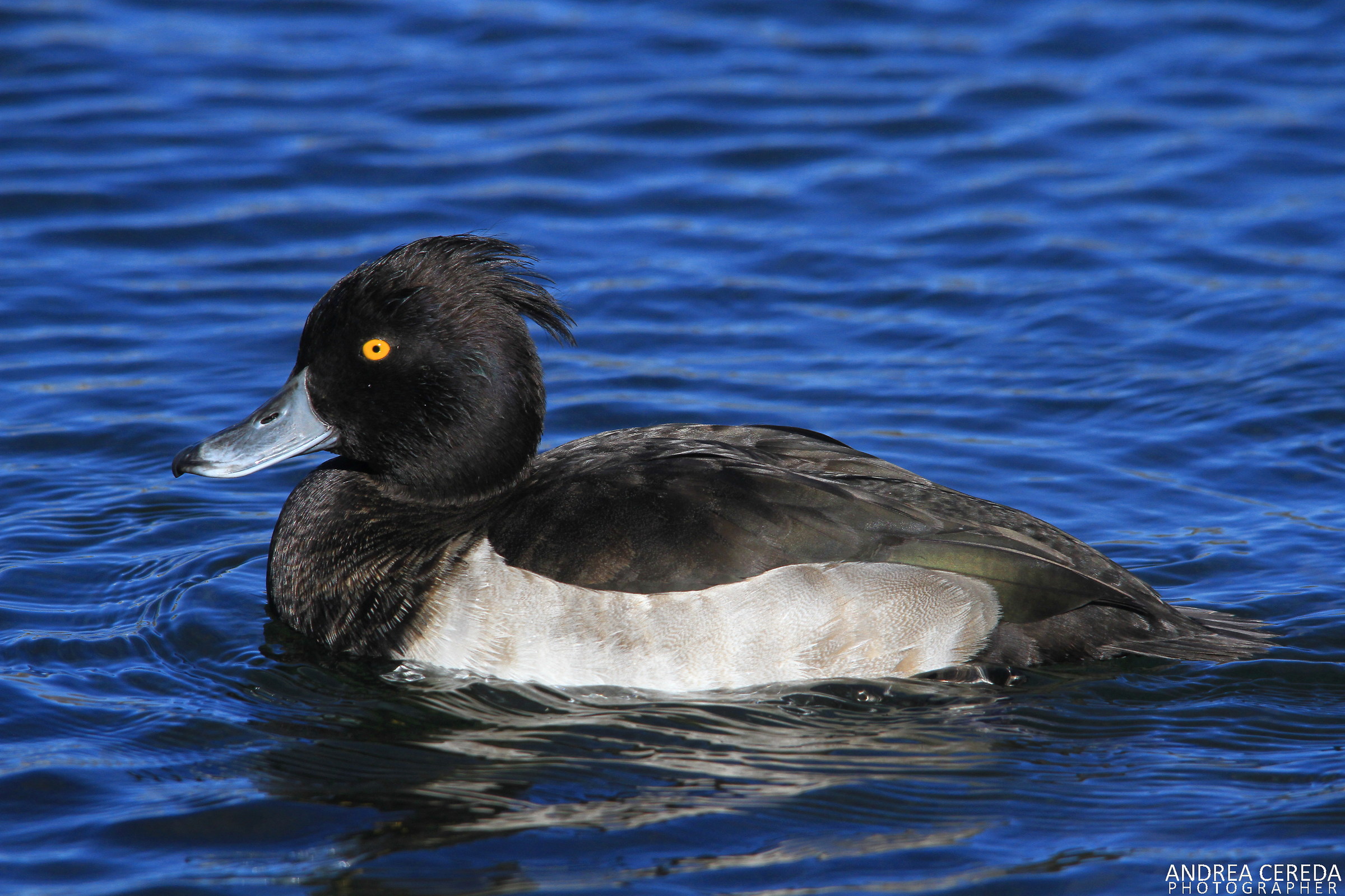 Aythya fuligula - Moretta maschio