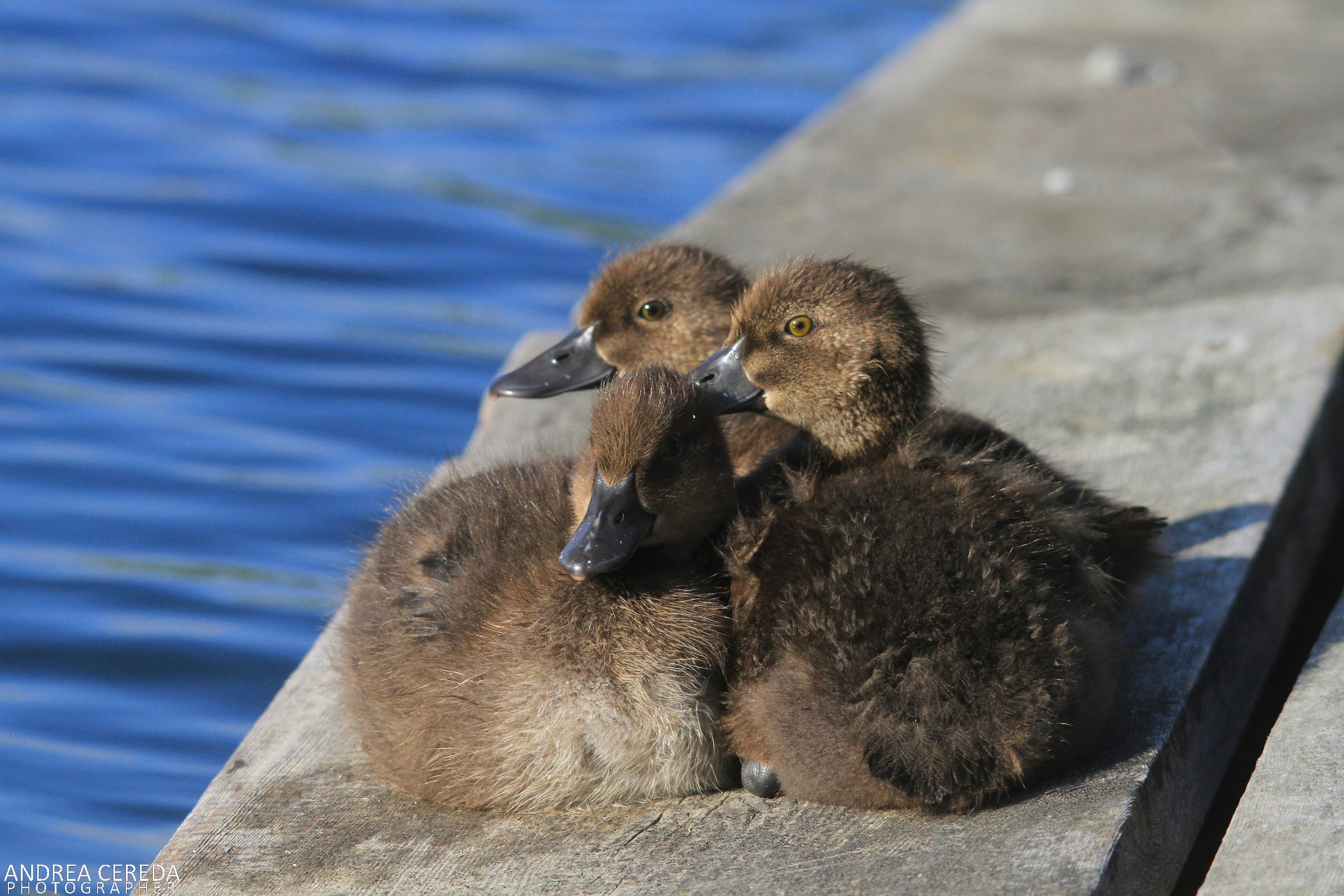 Aythya fuligula - Pulcini di moretta