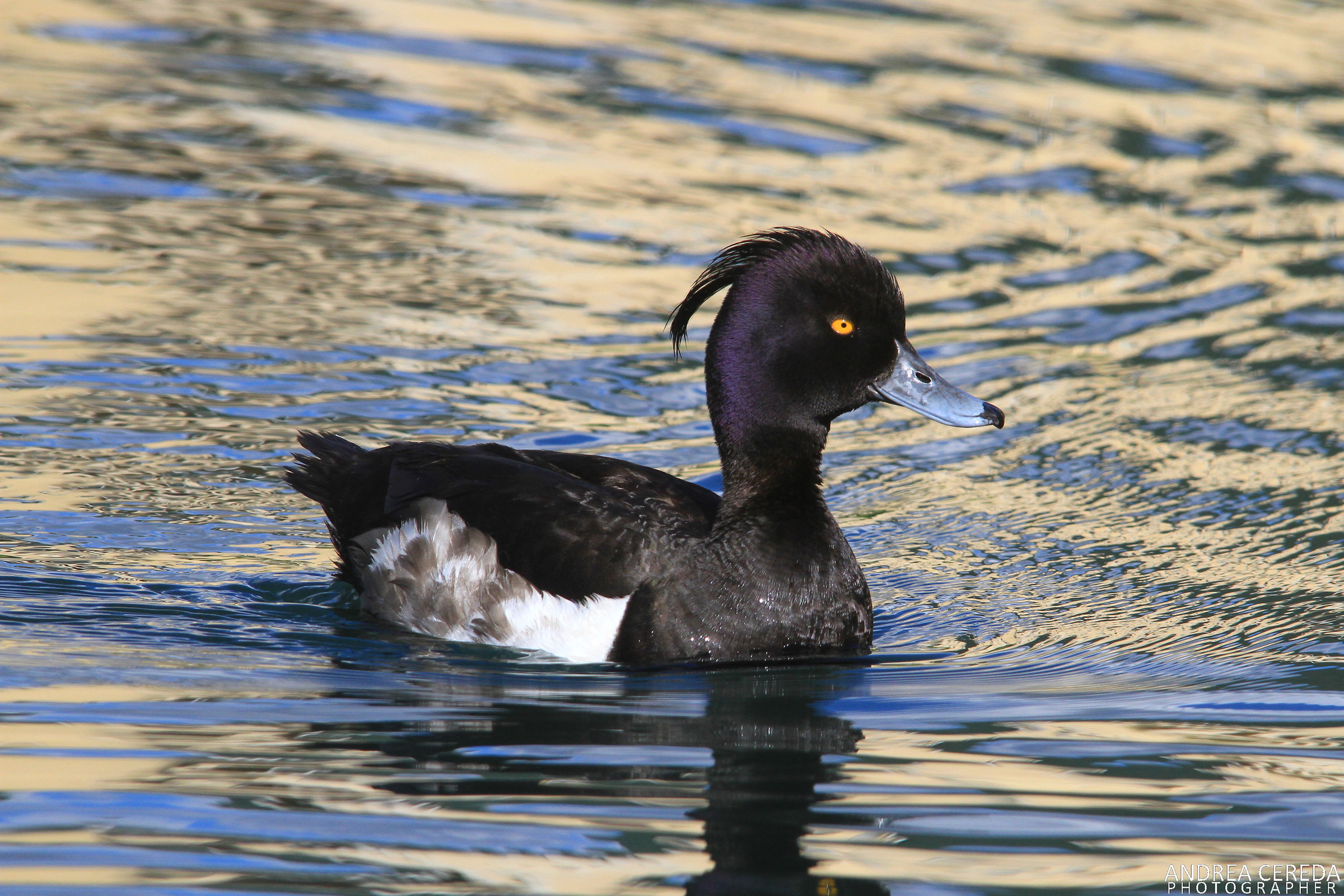 Aythya fuligula - Moretta maschio