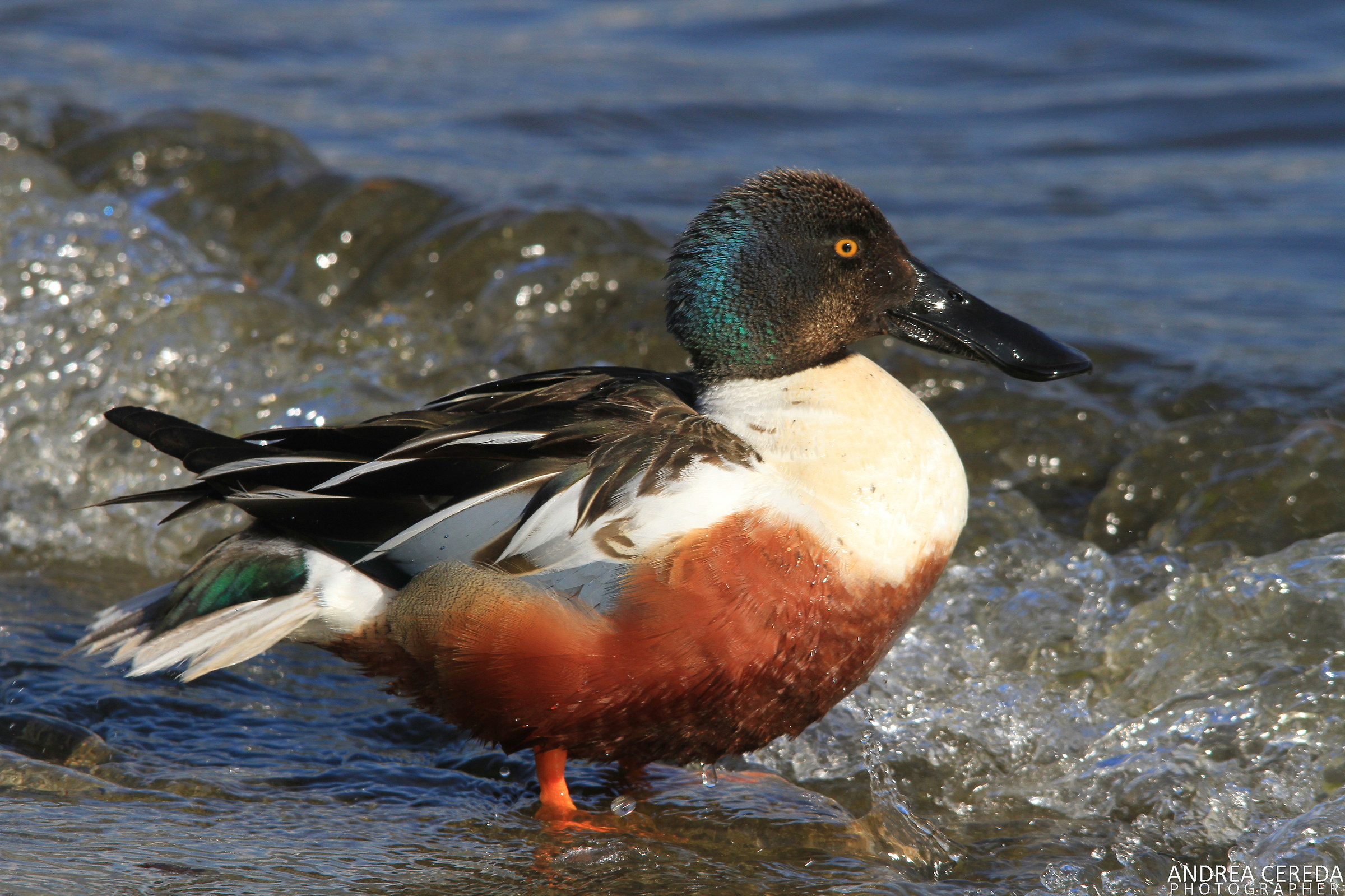 Anas clypeata - Mestolone maschio