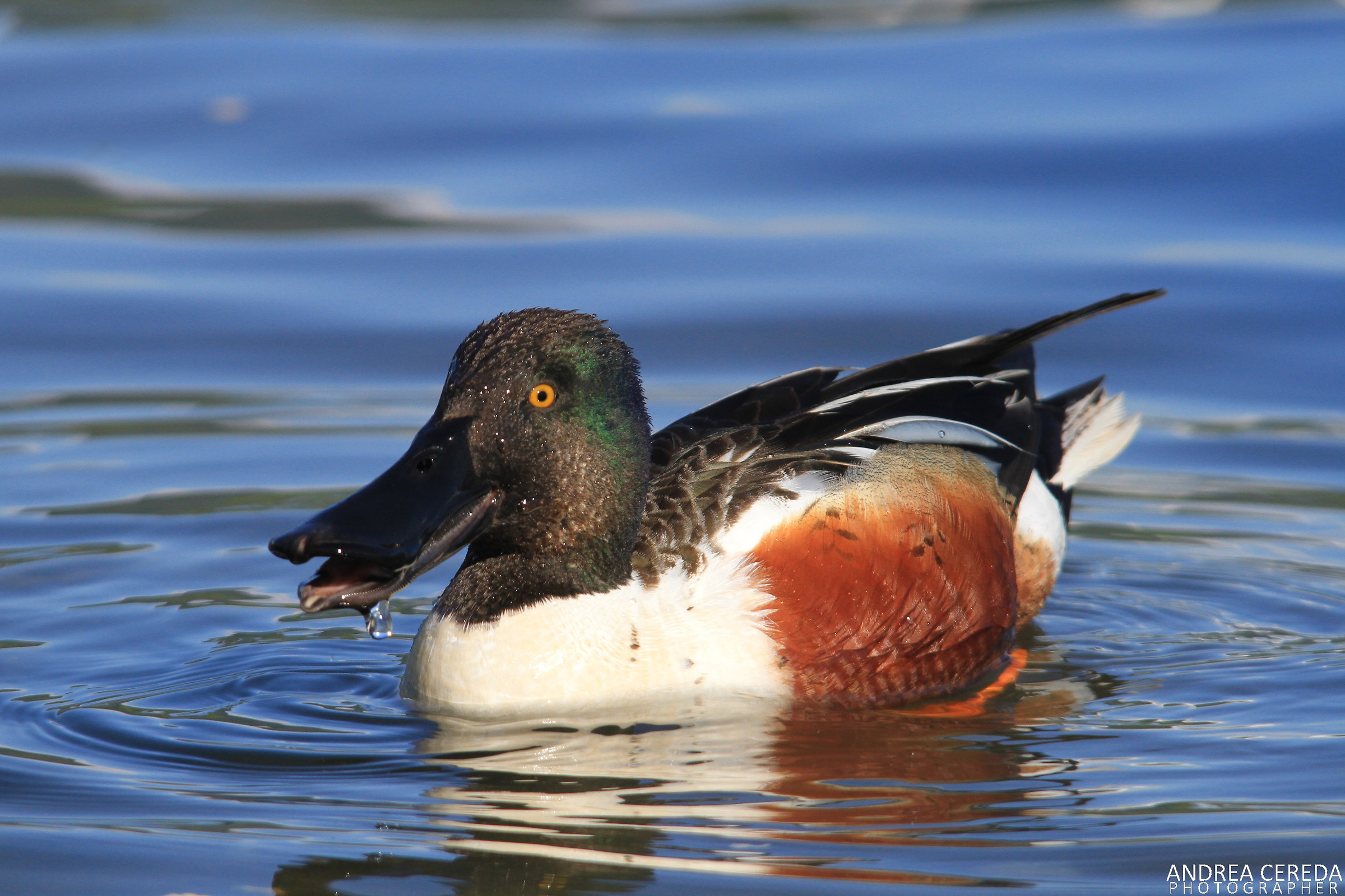 Anas clypeata - Mestolone maschio