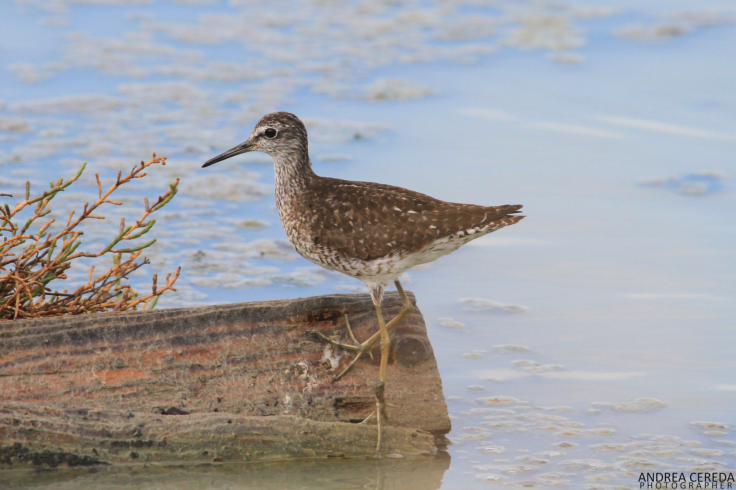 Tringa glareola - Piro piro boschereccio