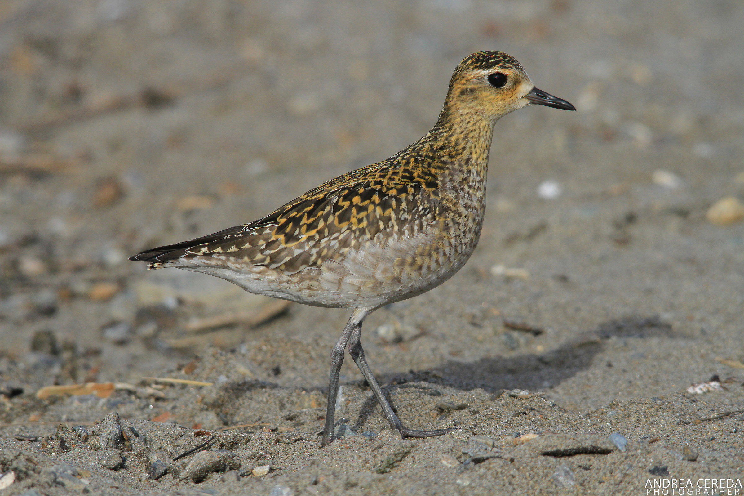 Pluvialis fulva - Eastern Pivier