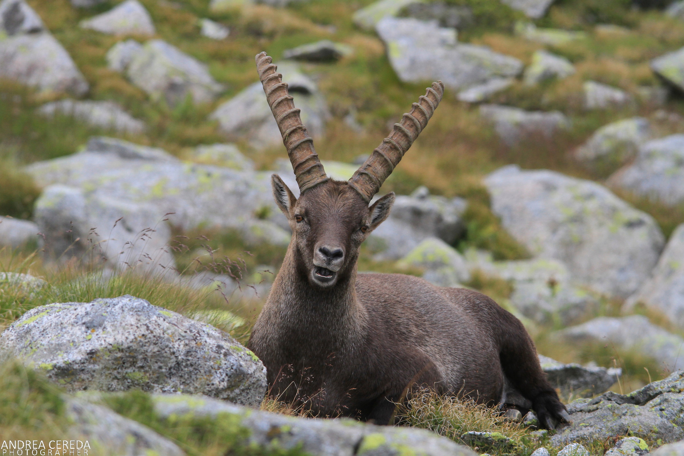 Capra ibex - Stambecco delle Alpi maschio