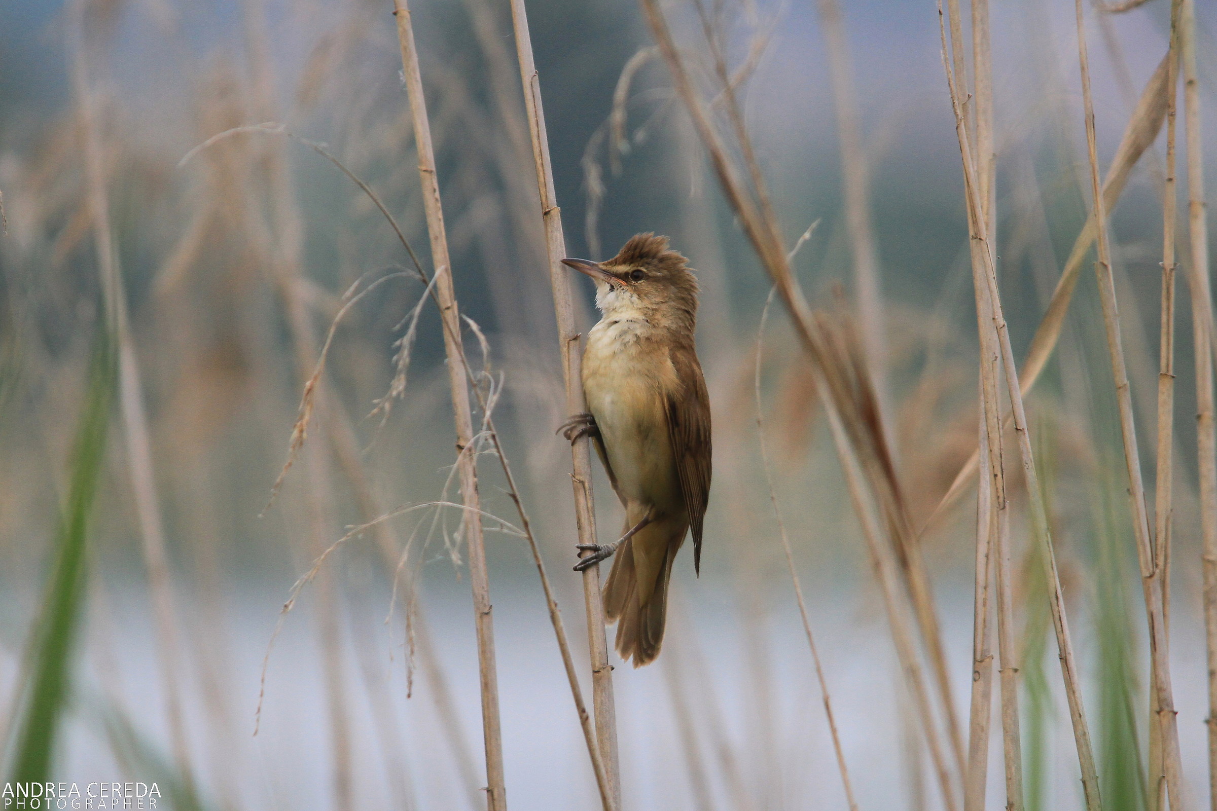 Acrocephalus arundinaceus - Cannareccione