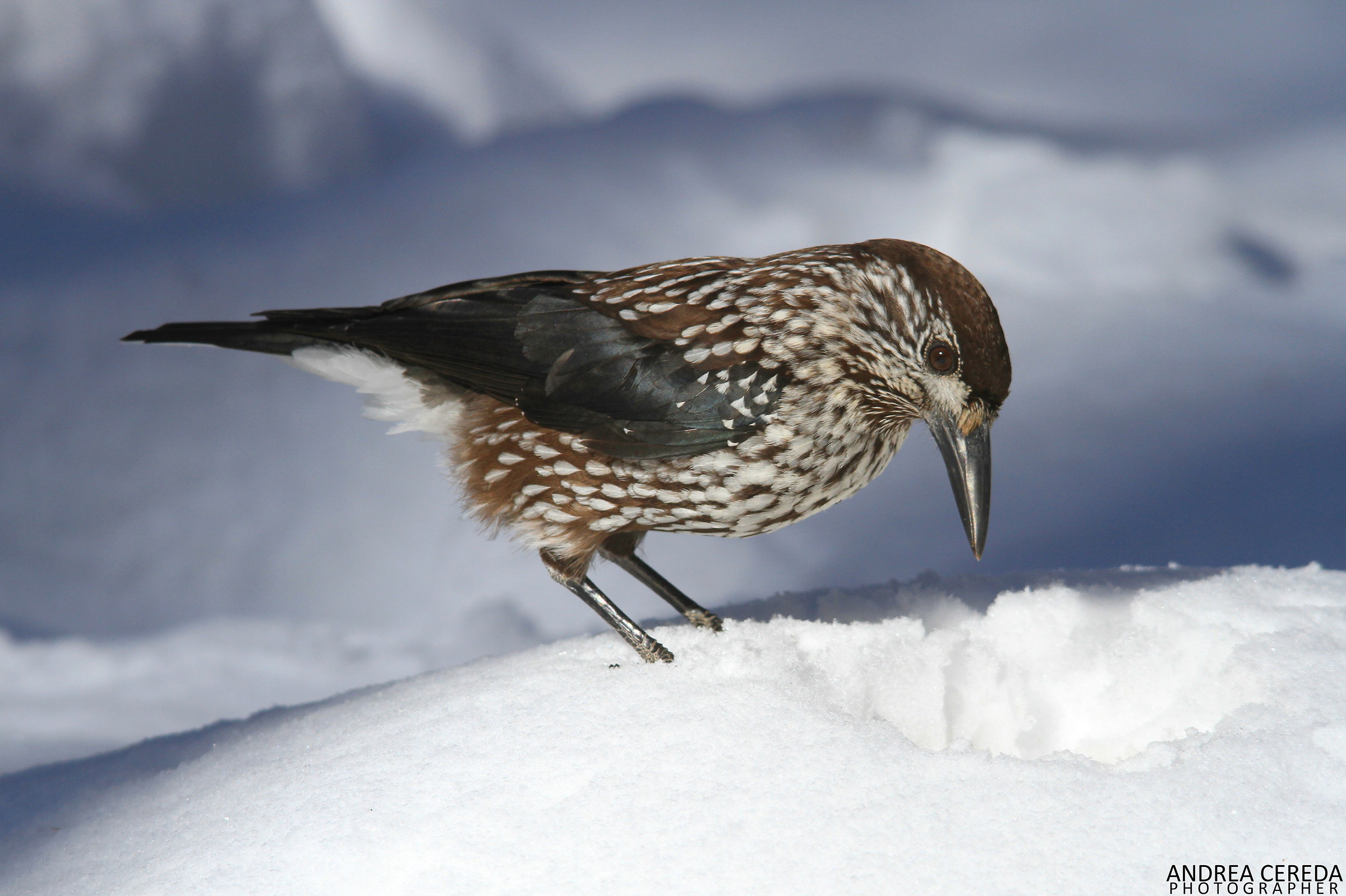 Nucifraga caryocatactes - Nocciolaia