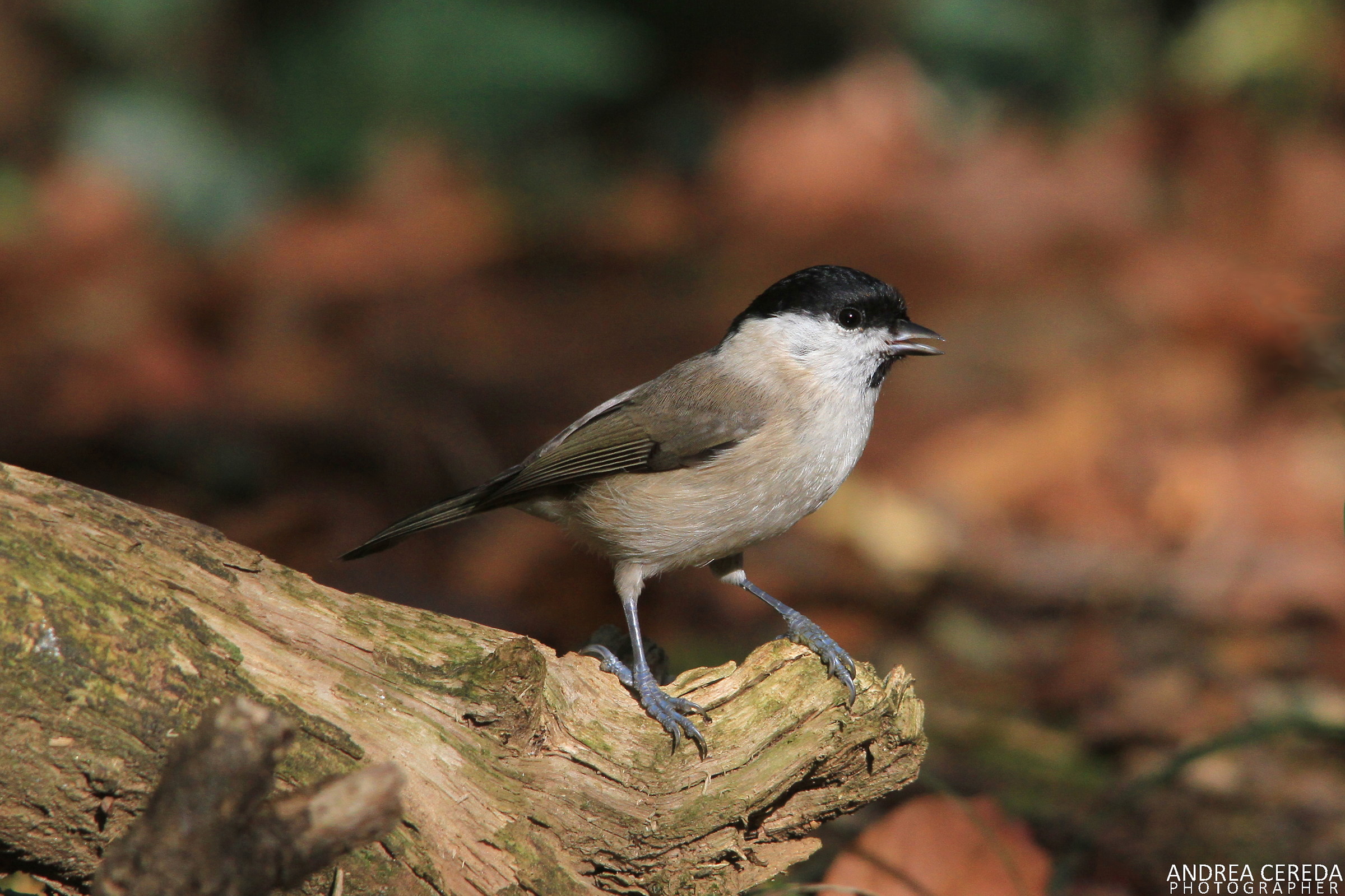 Poecile palustris - Cincia bigia