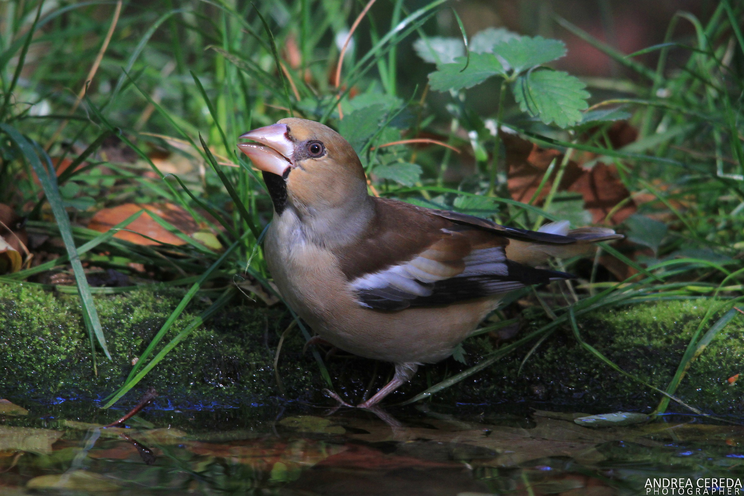 Coccothraustes coccothraustes - Frosone