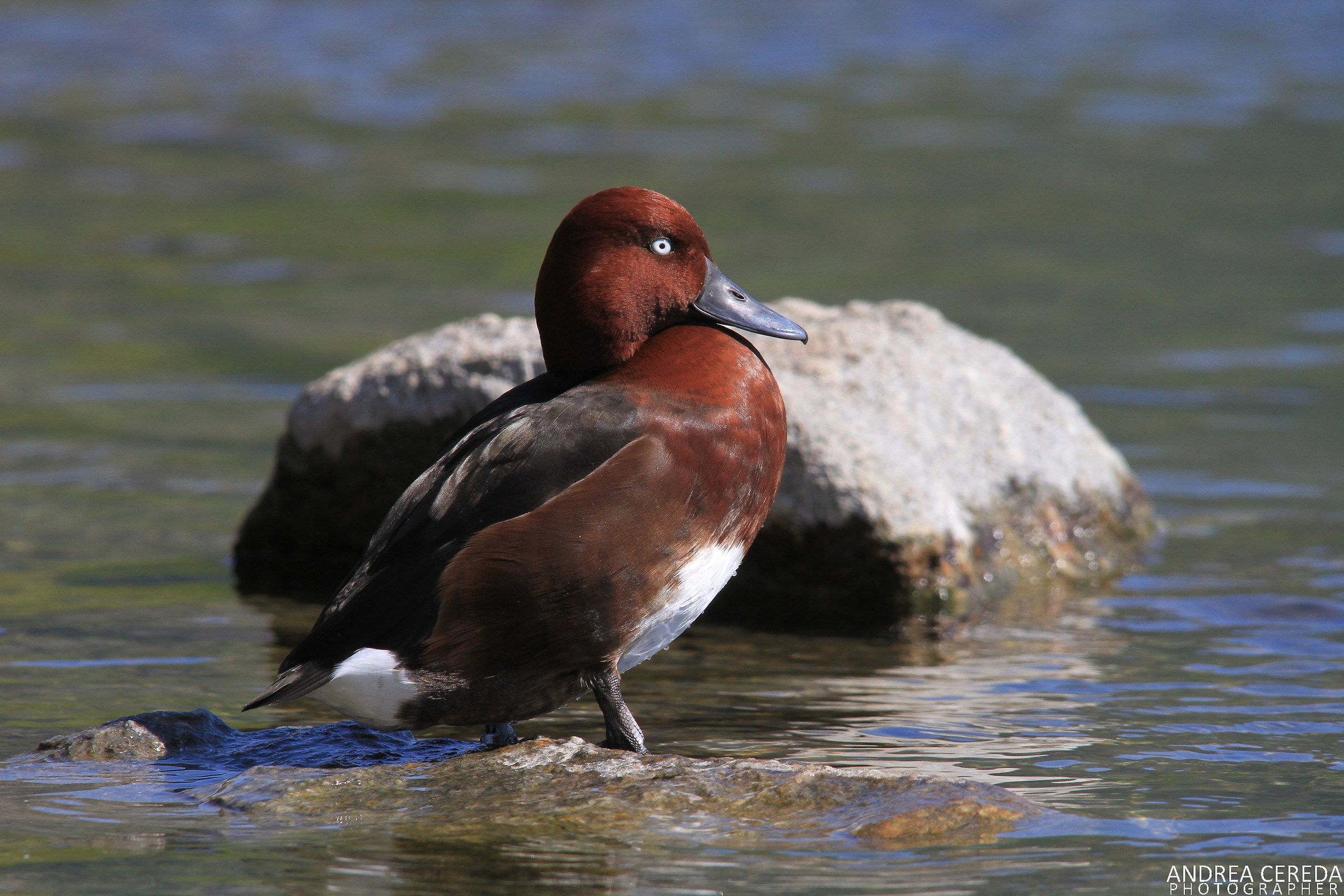 Aythya nyroca - Moretta tabaccata maschio