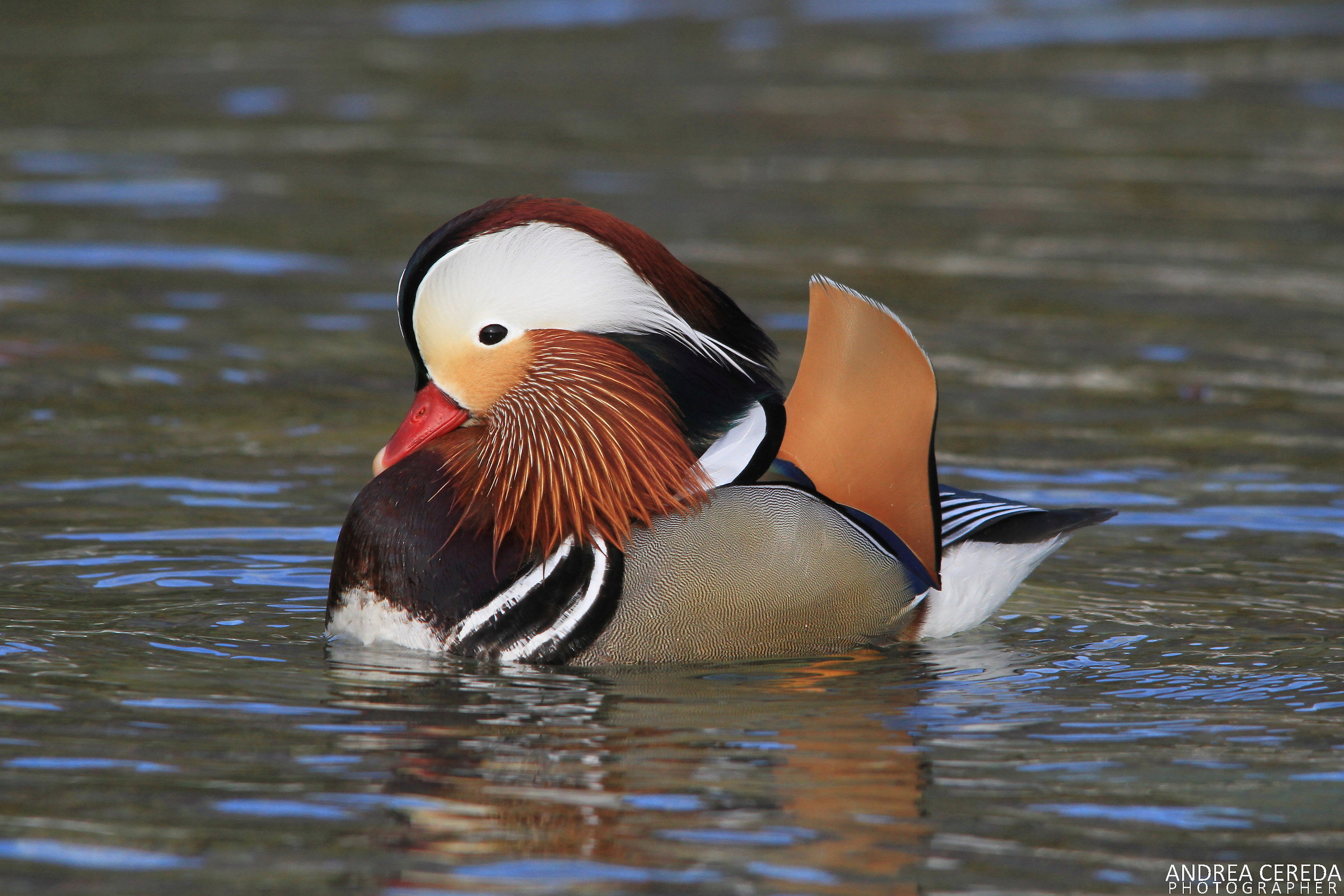 Aix galiriculata - Anatra mandarina maschio