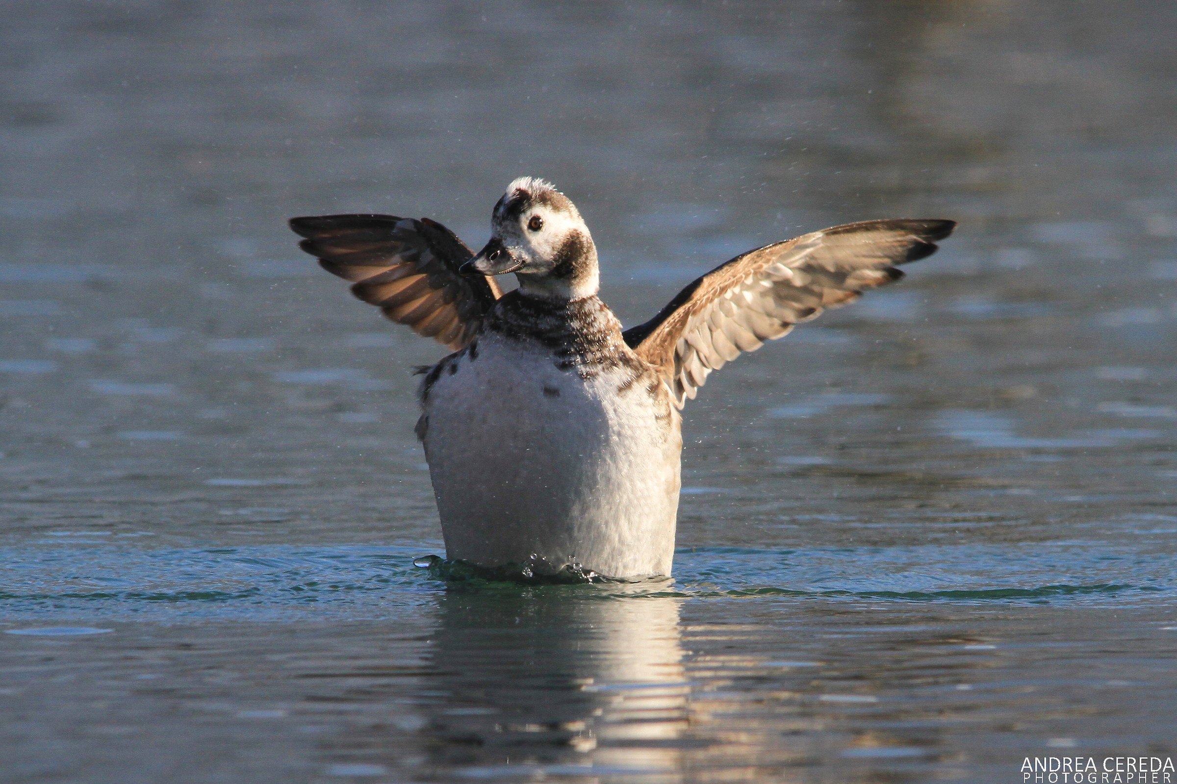 Clangula hyemalis - Moretta codona