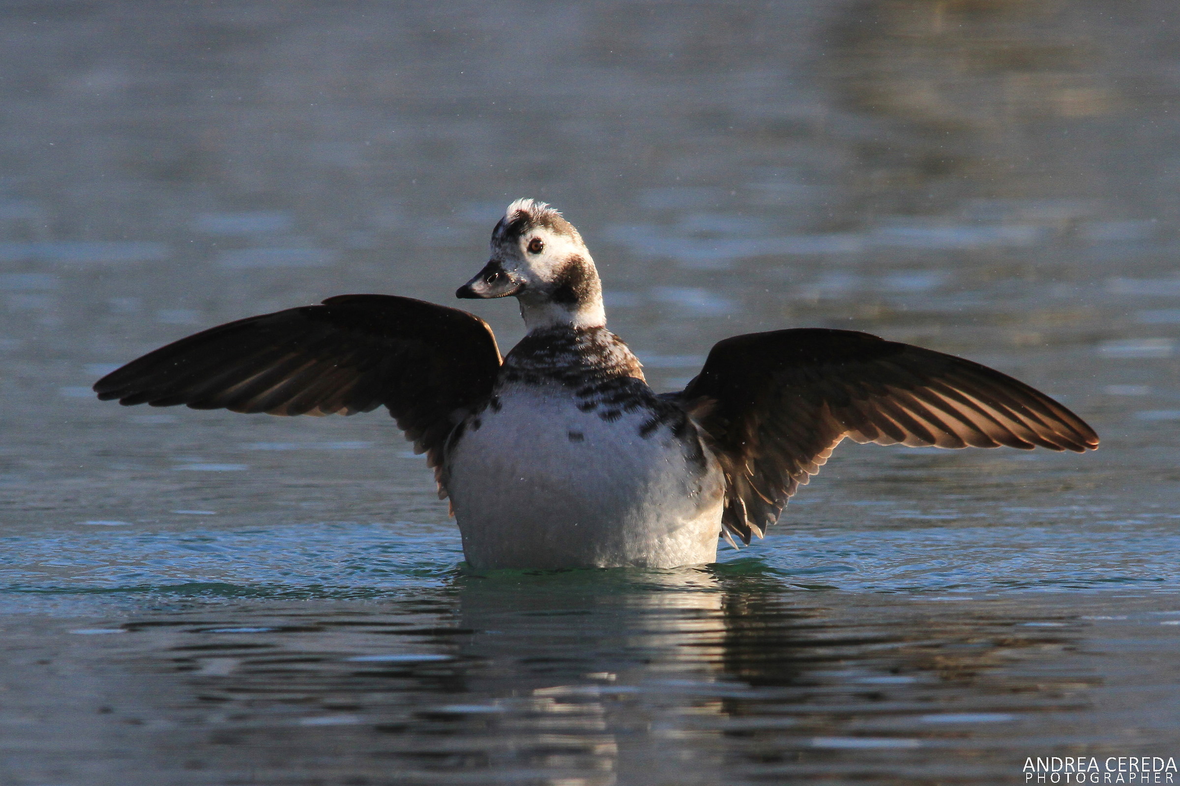 Clangula hyemalis - Moretta codona