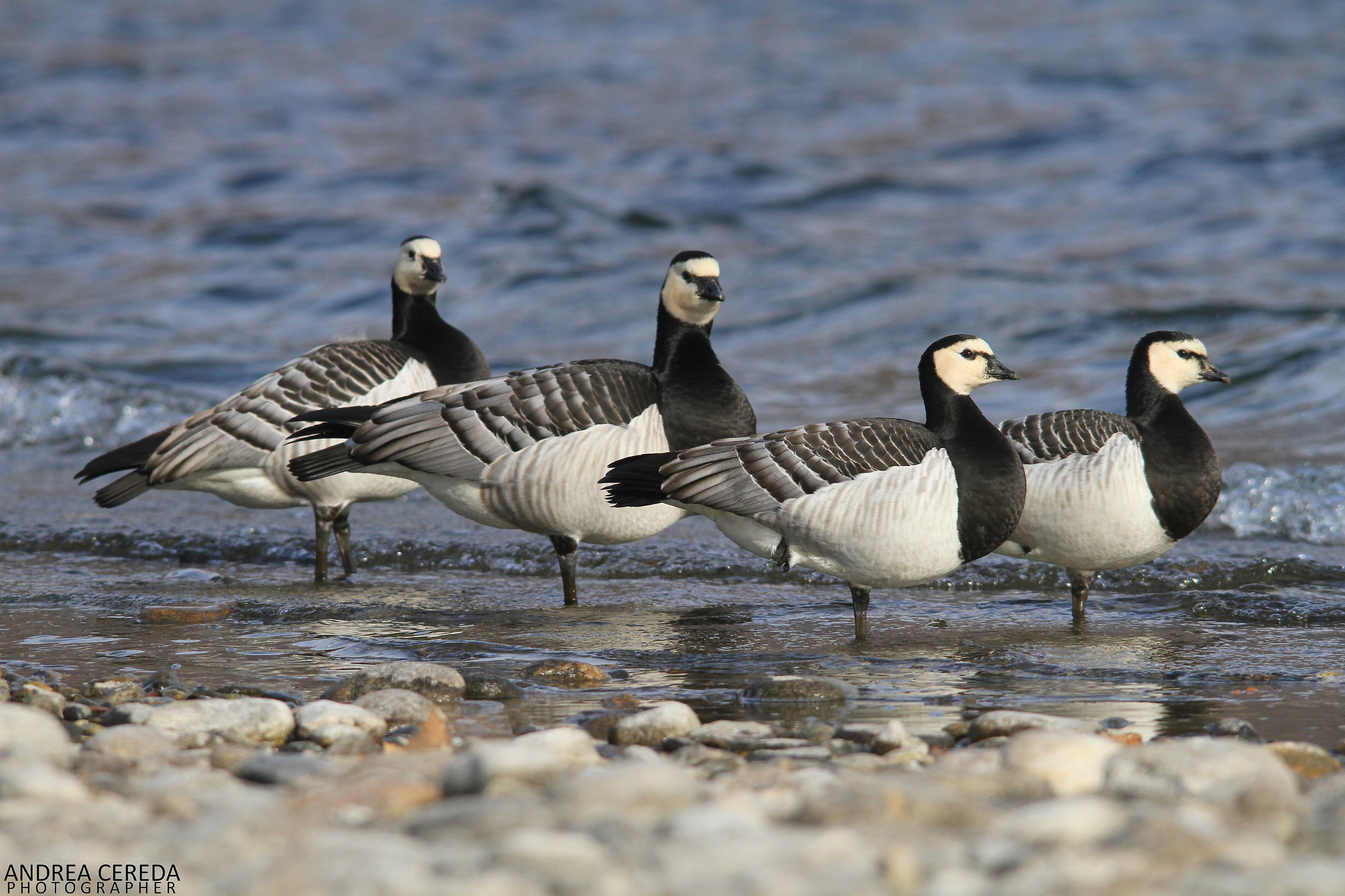 Branta leucopsis - Oche facciabianca