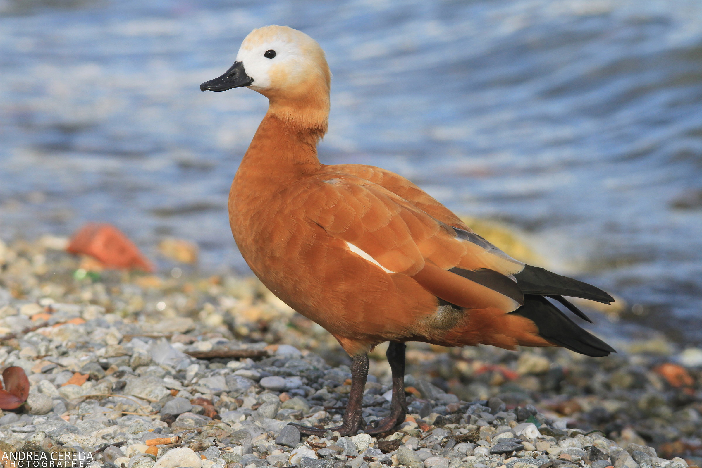 Tadorna ferruginea - Casarca