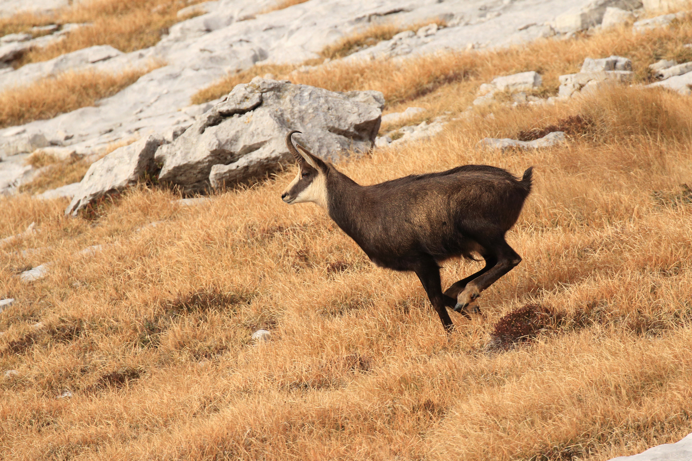 l'eleganza del camoscio