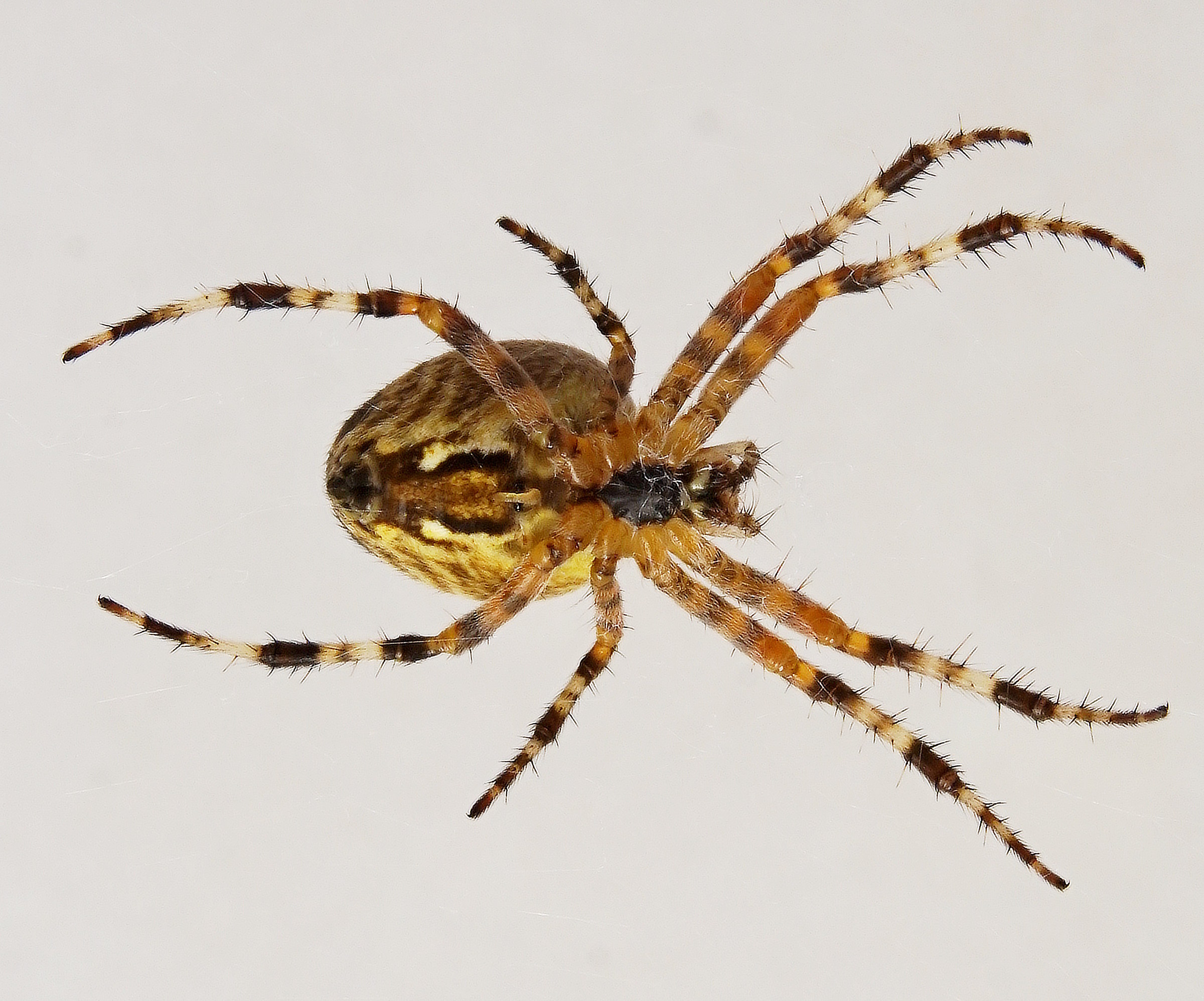 Web administrator :-)