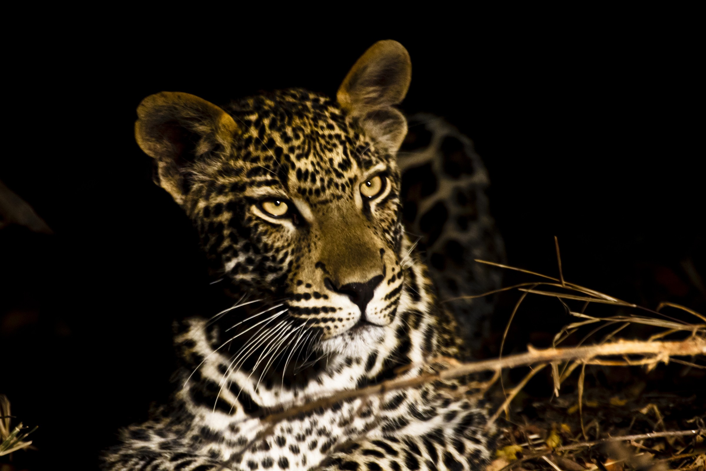 La notte del leopardo