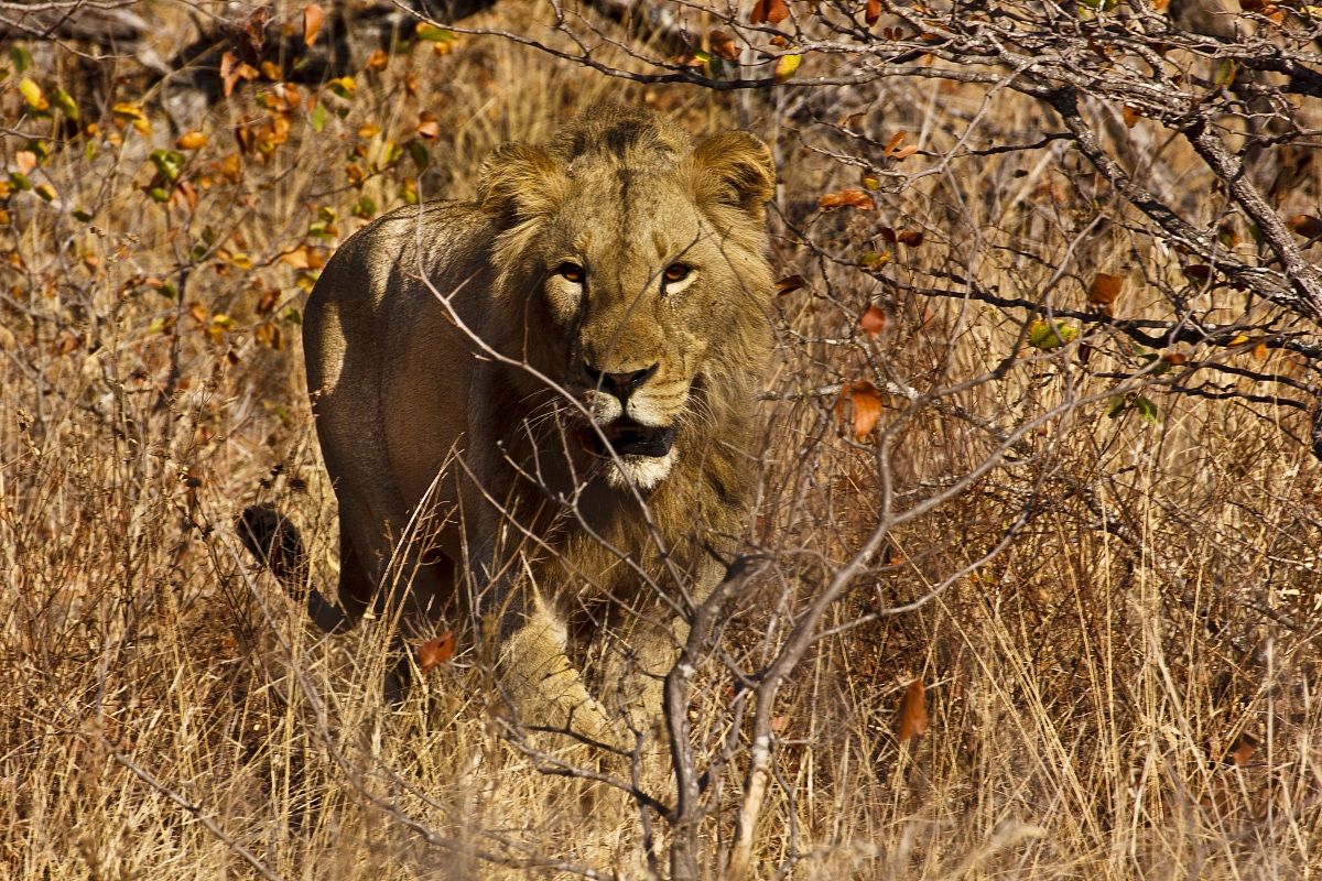 Leone nel bush