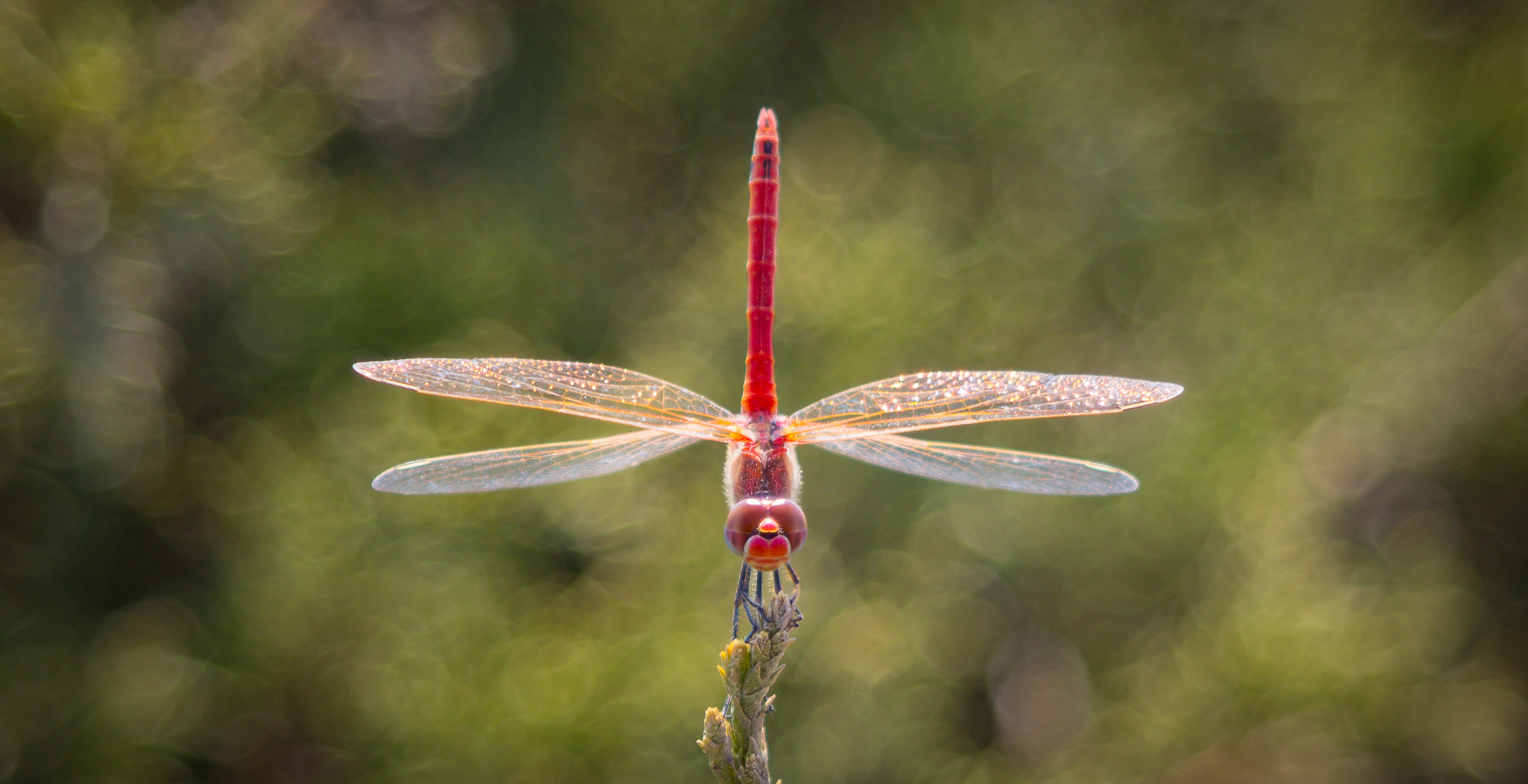Libellula rossa