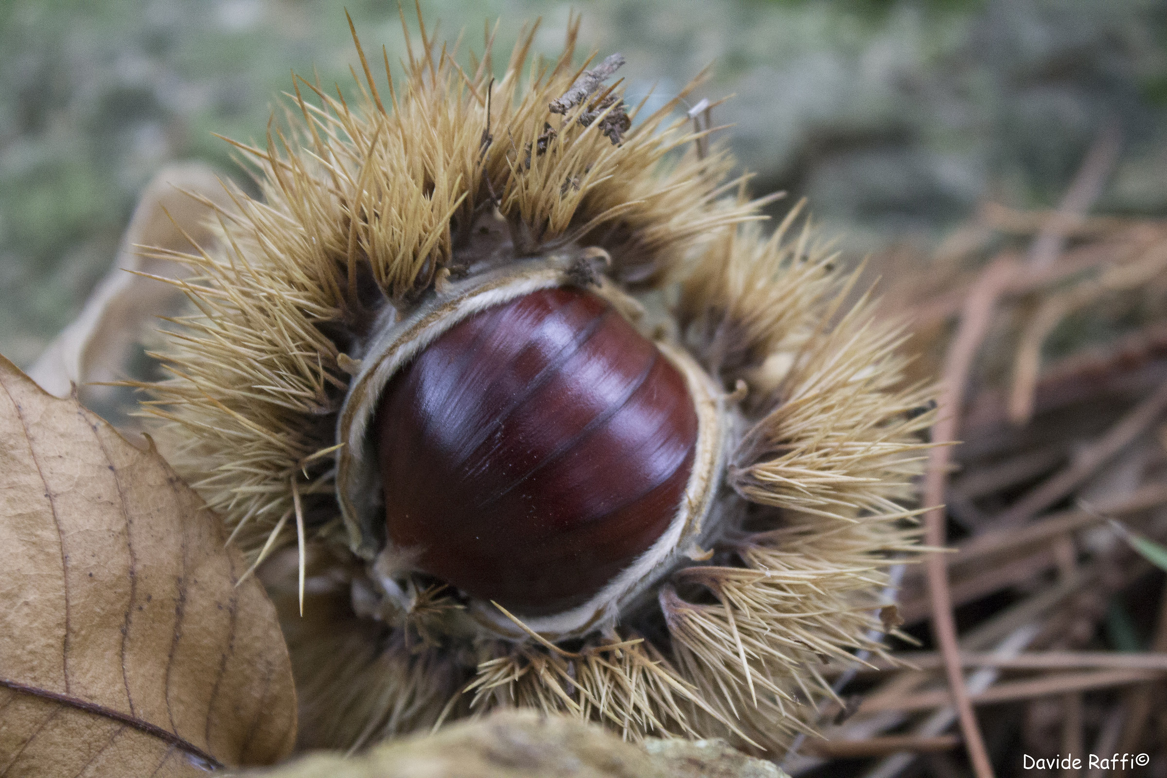 chestnut