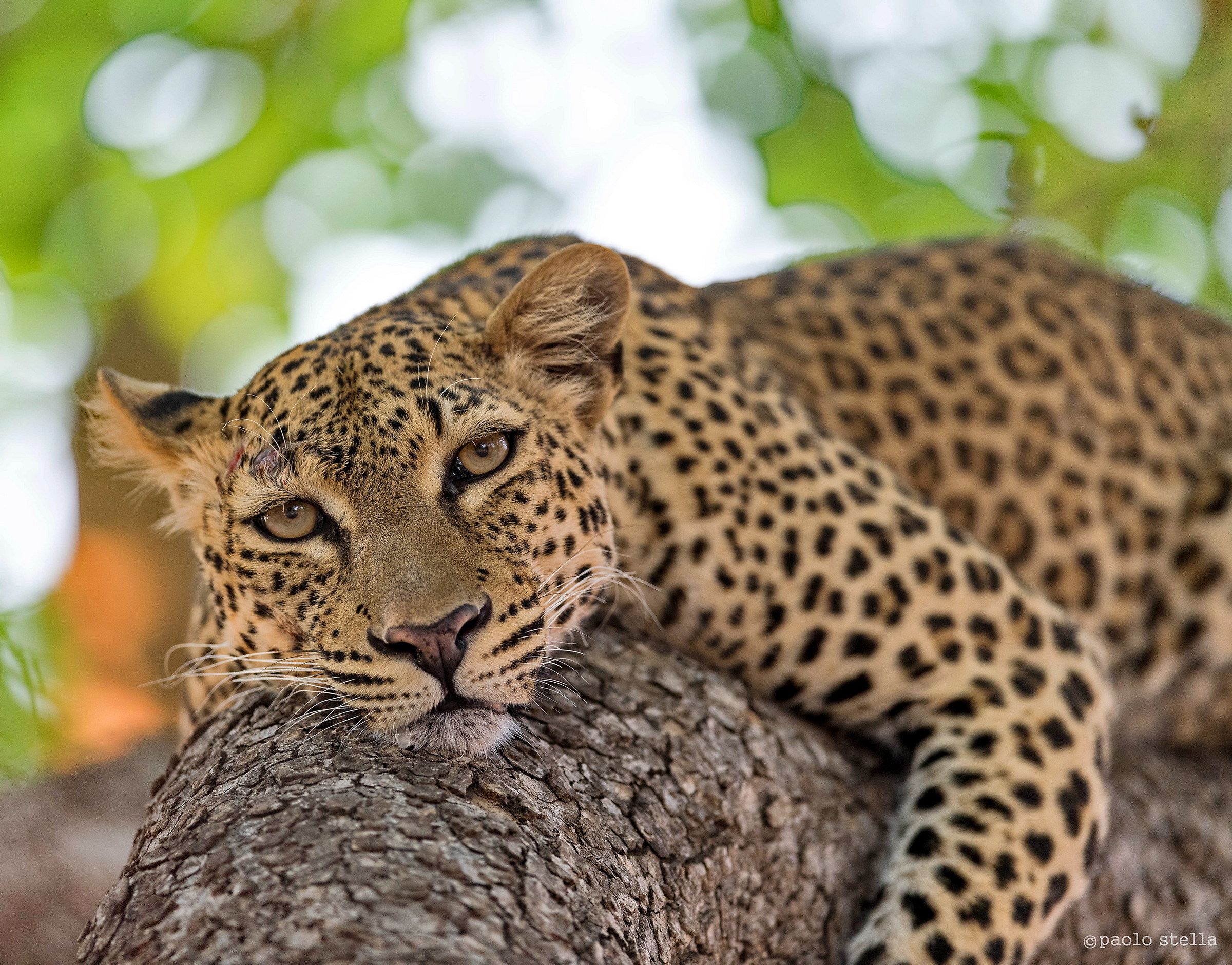 lazy leopard