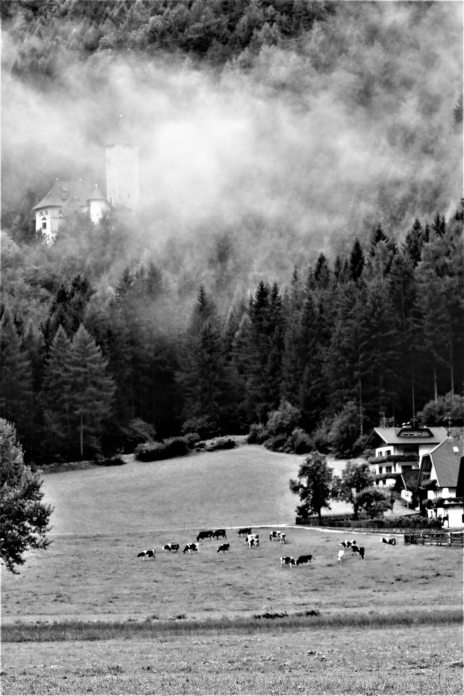 Pasture like in the late 1960s