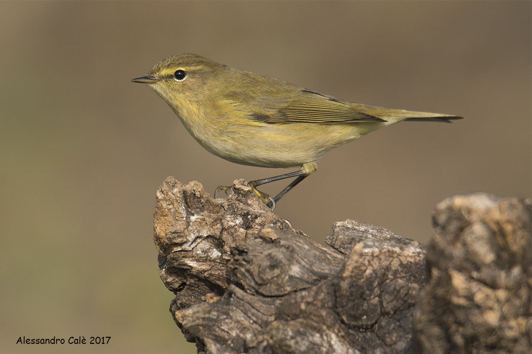 Phylloscopus collybita (Luì piccolo) 3461
