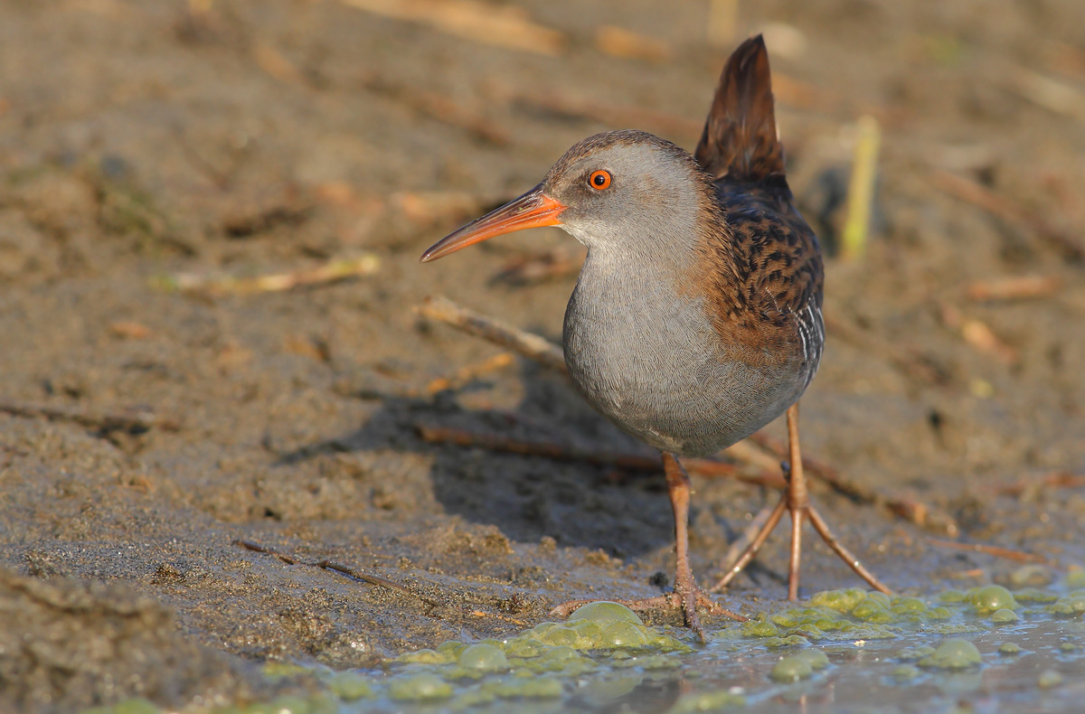 Water Rail