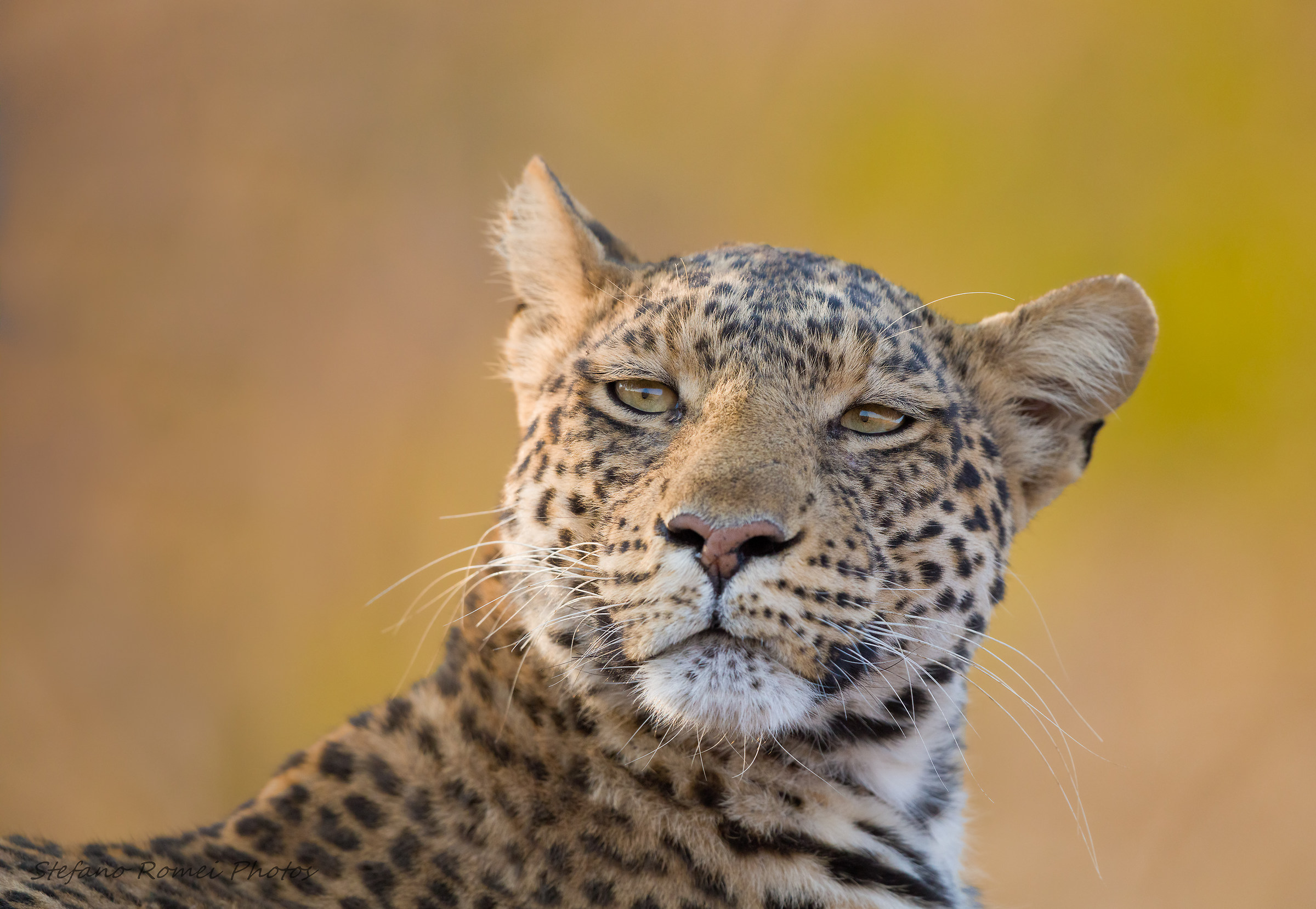 nell'occhio del leopardo