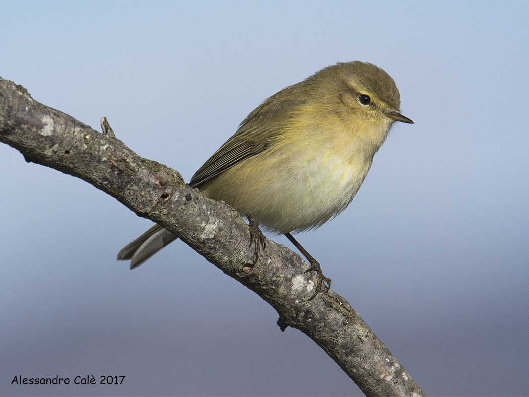 Phylloscopus collybita (Luì piccolo) 3624
