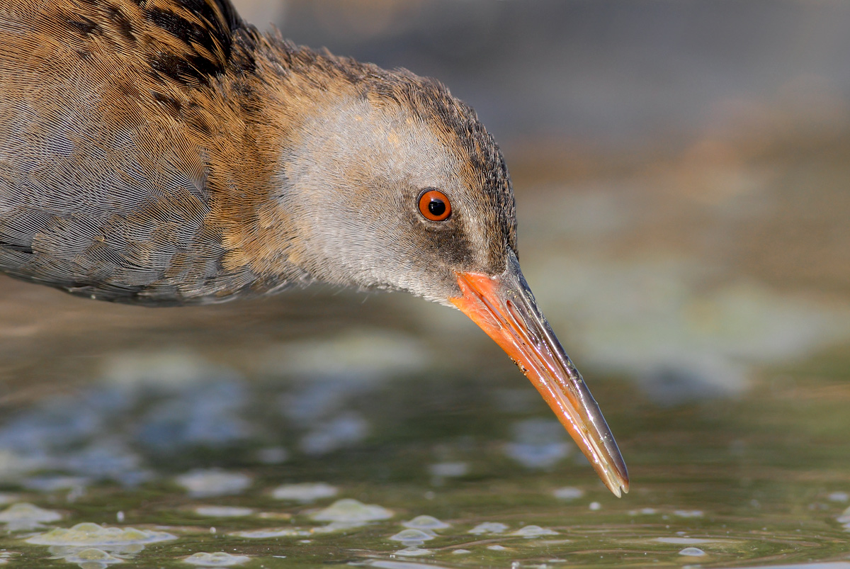 Water Rail