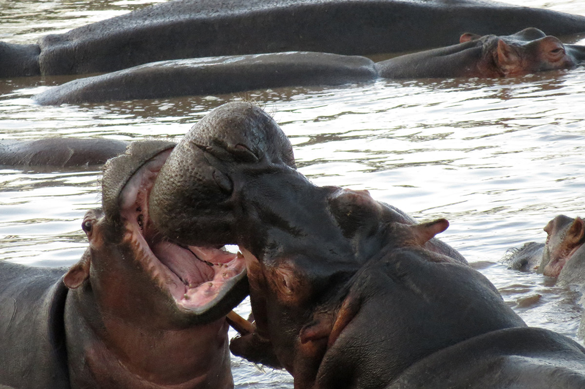 ippopotami in tanzania