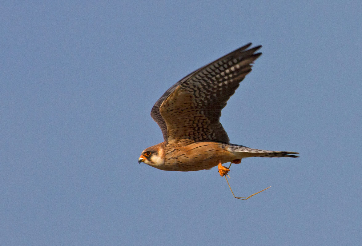 Falco cuculo femmina