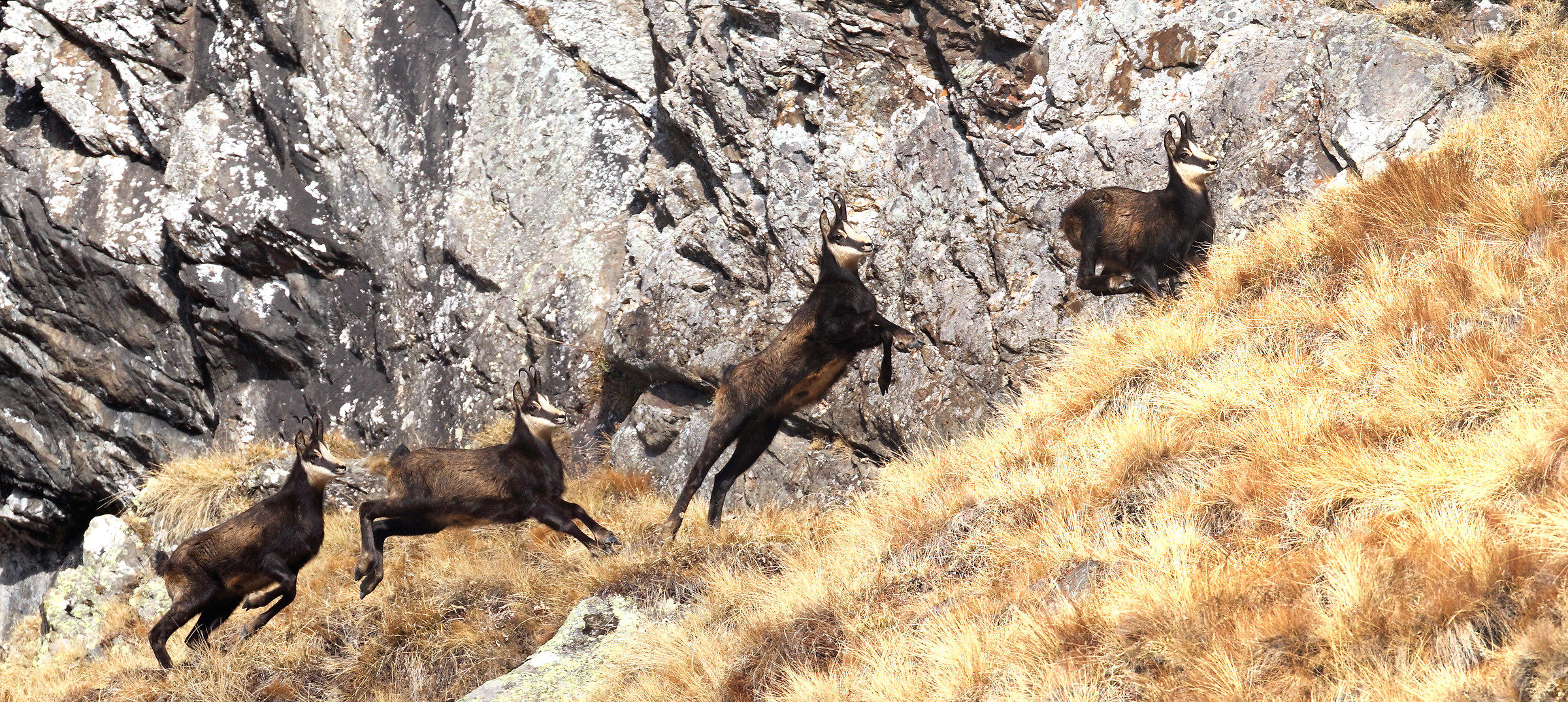 The course of Chamois