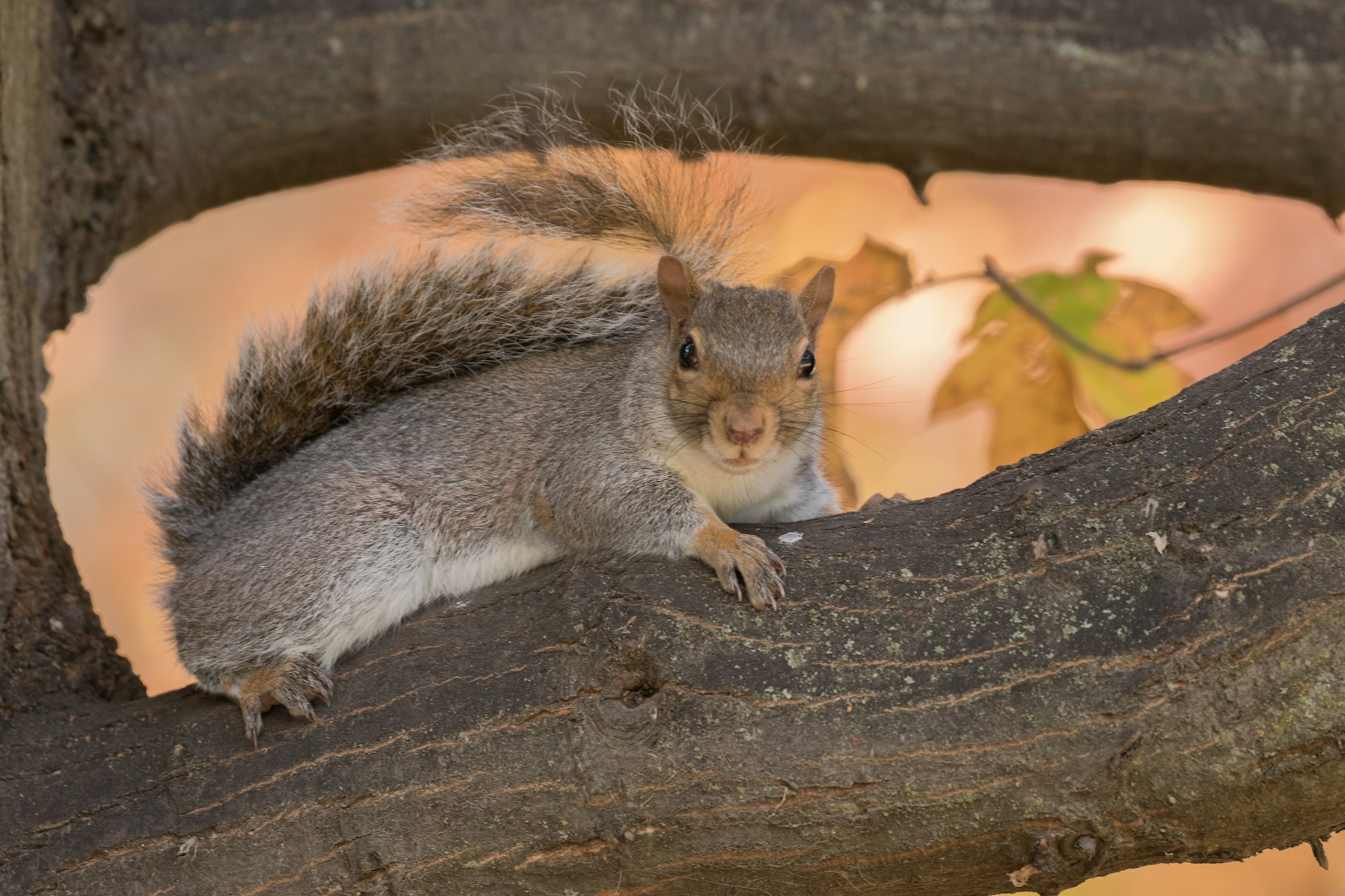il folletto in cornice